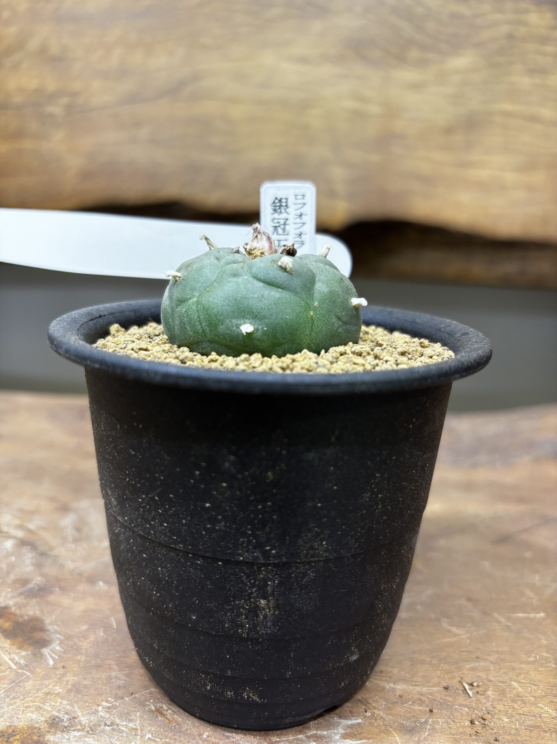 ロフォフォラ　MIX　3号 - 画像 (4)