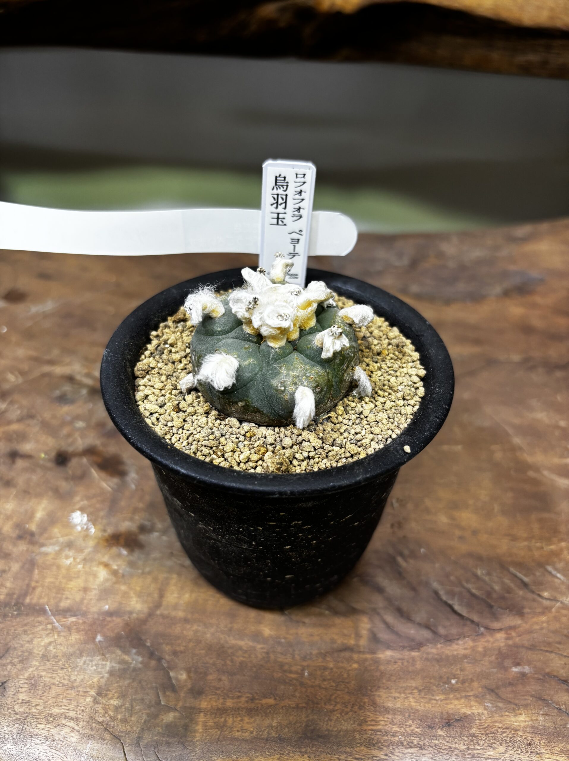 ロフォフォラ　MIX　3号 - 画像 (5)