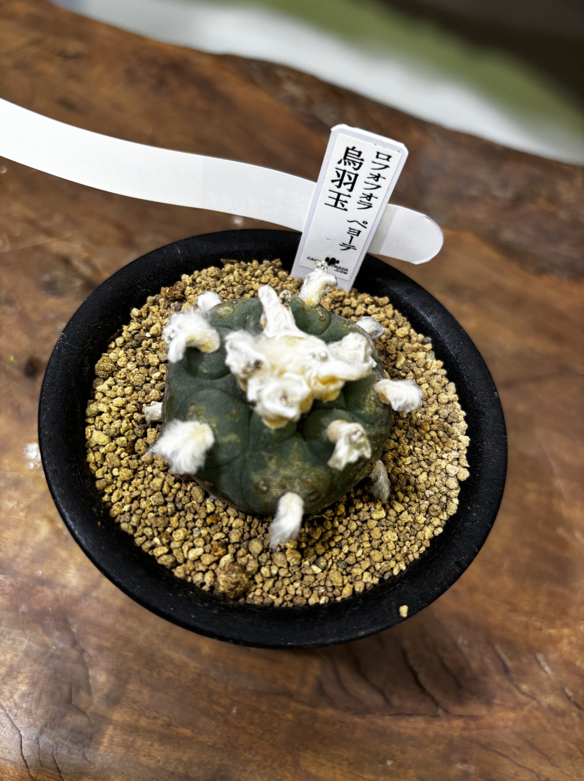 ロフォフォラ　MIX　3号 - 画像 (6)