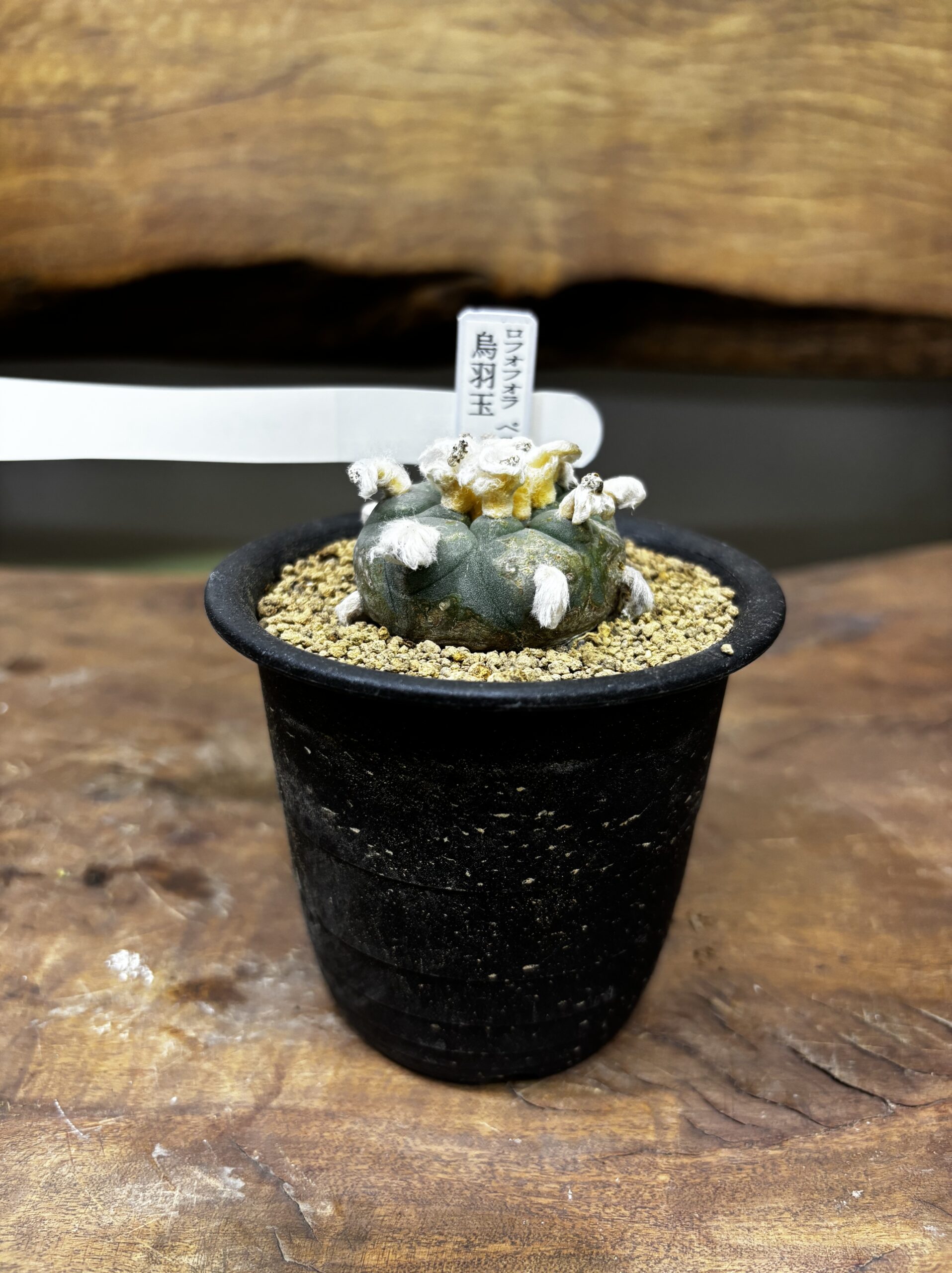 ロフォフォラ　MIX　3号 - 画像 (7)