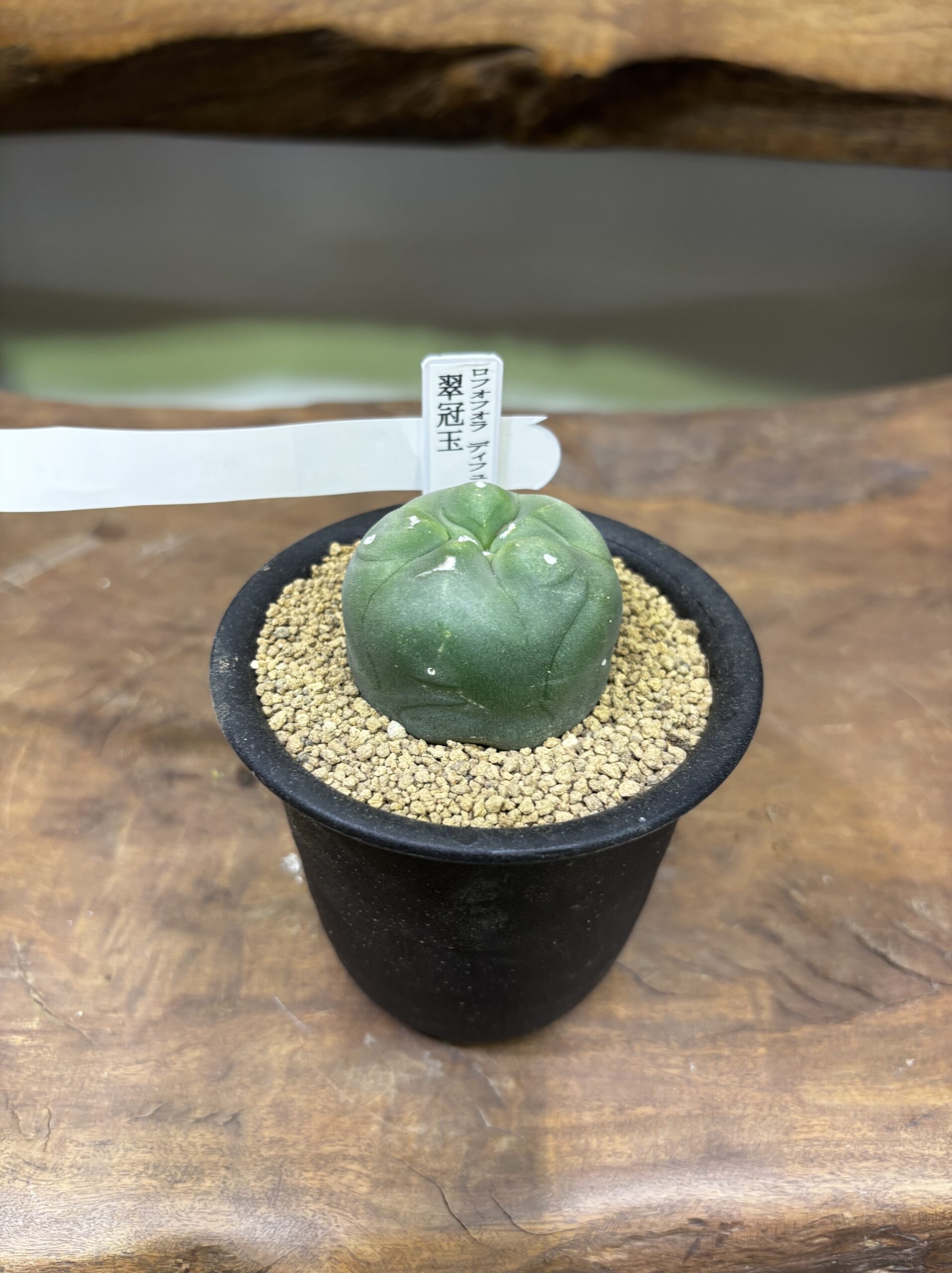 ロフォフォラ　MIX　3号 - 画像 (8)