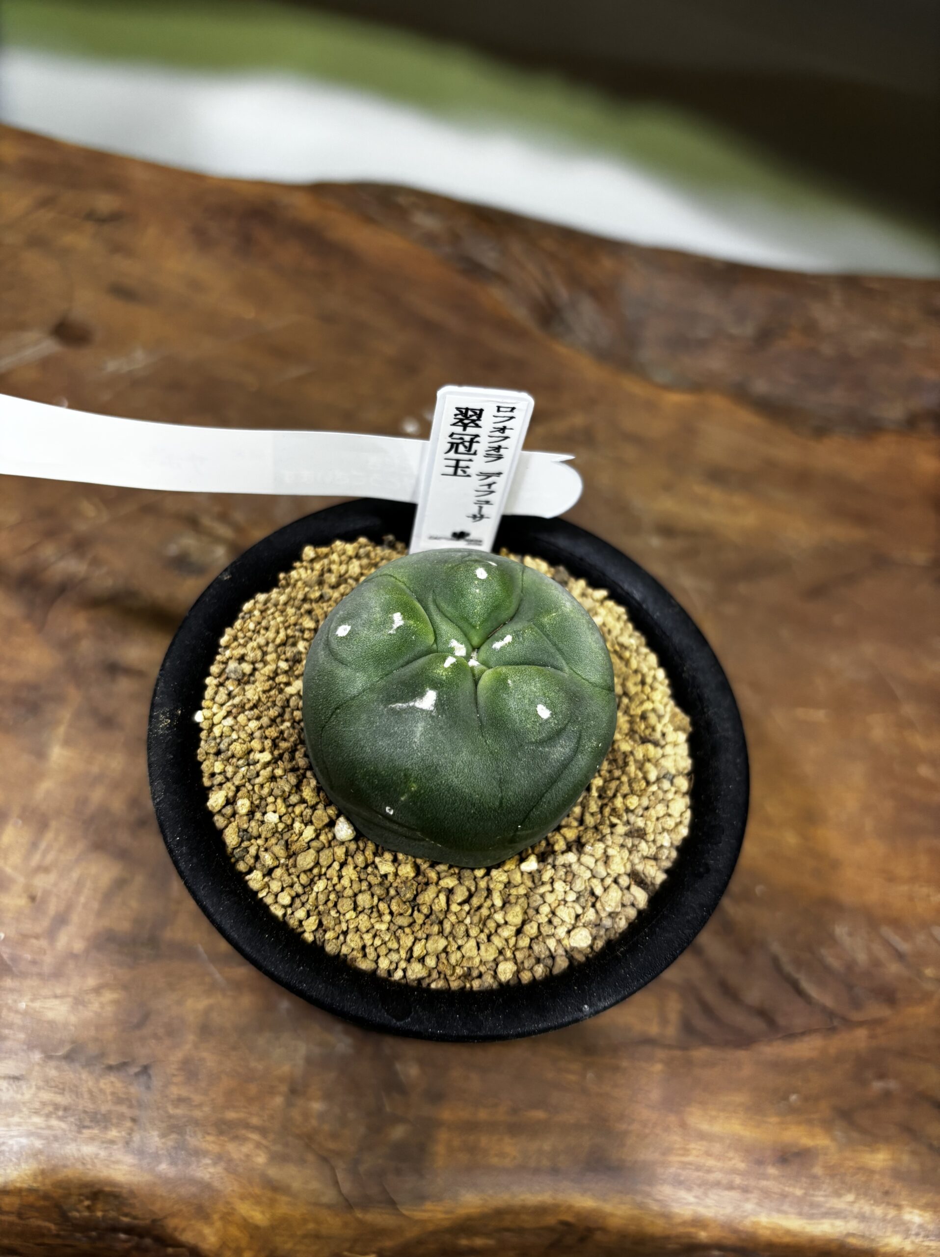 ロフォフォラ　MIX　3号 - 画像 (9)