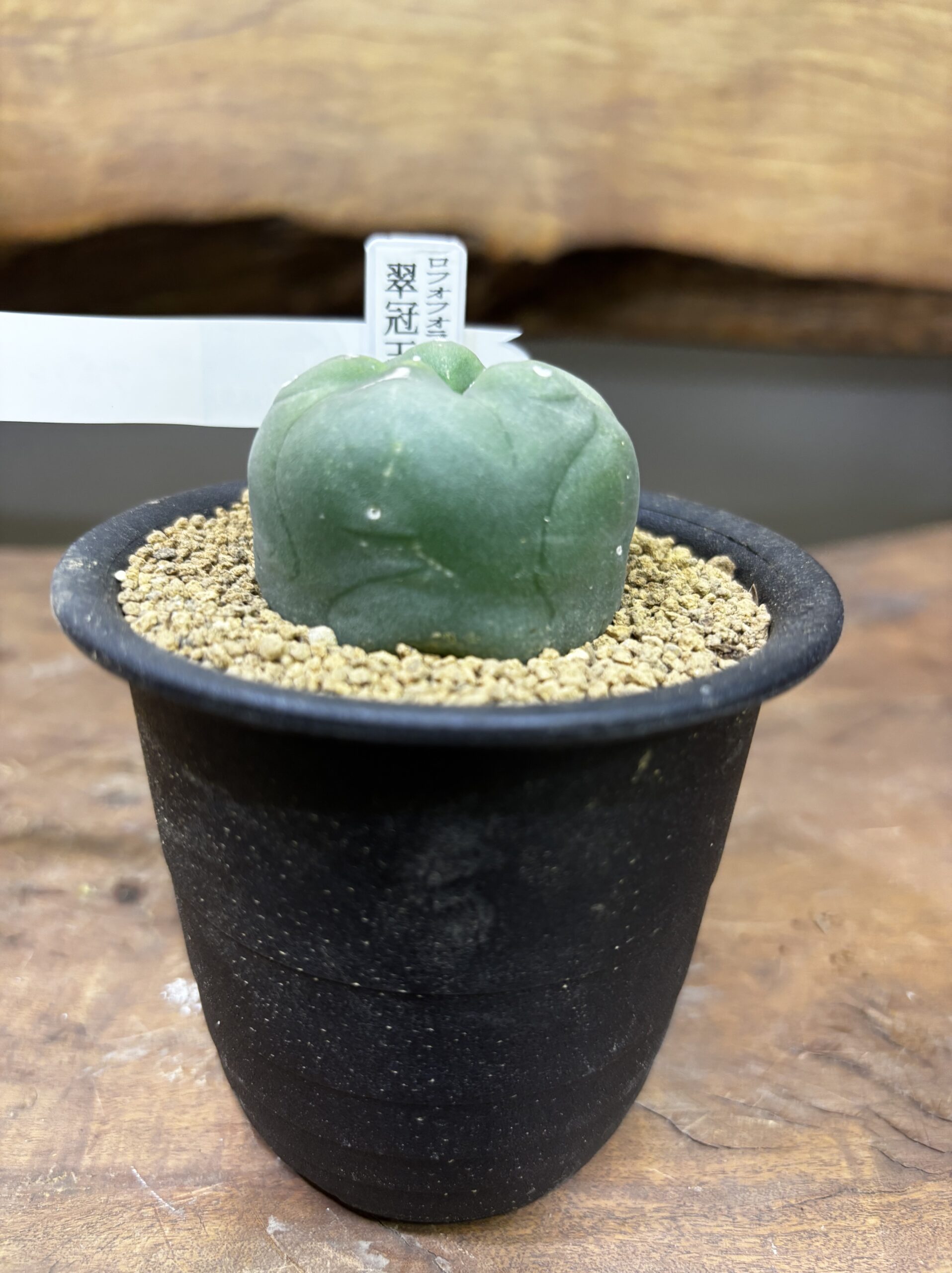 ロフォフォラ　MIX　3号 - 画像 (10)