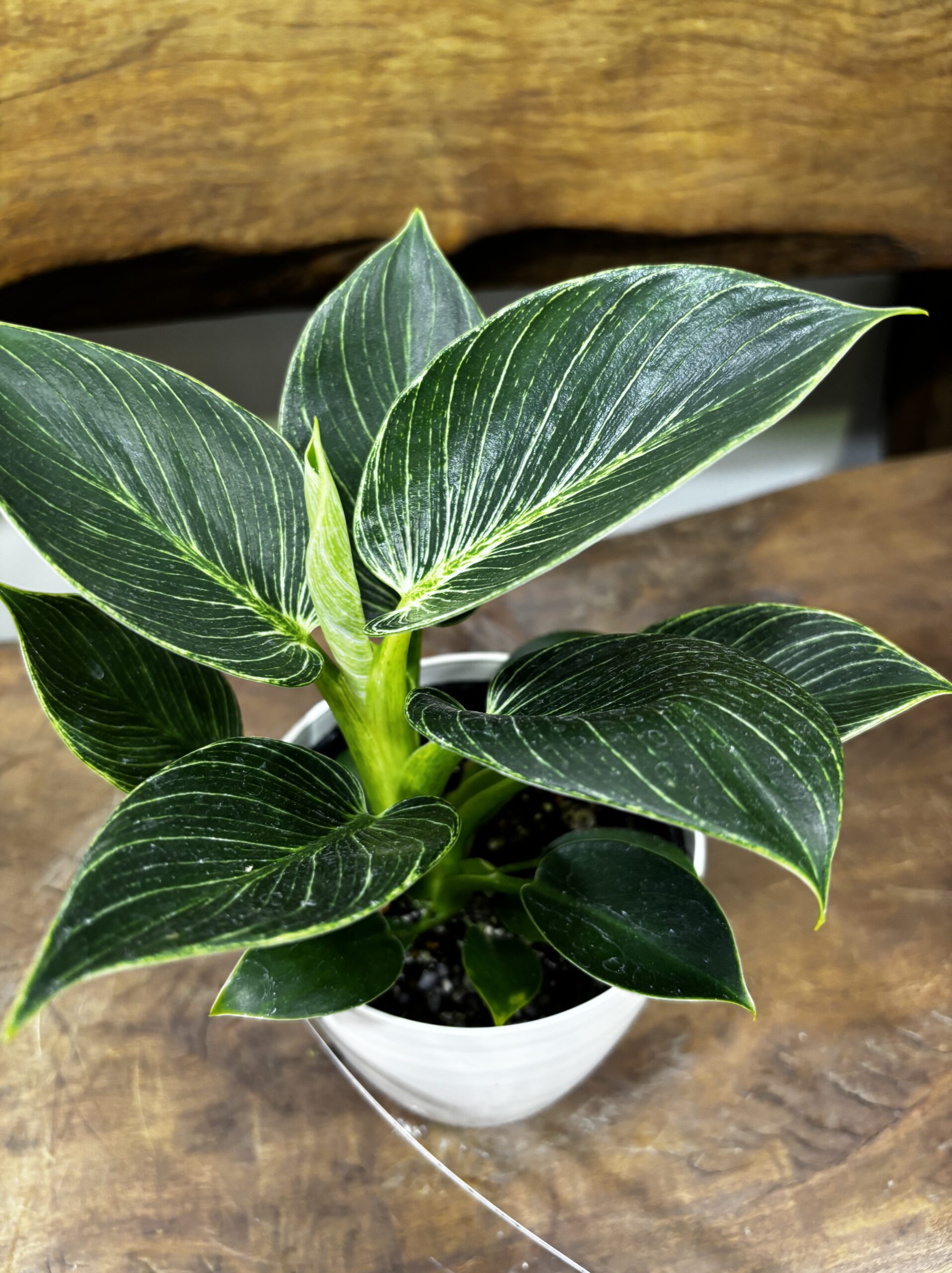 フィロデンドロン・バーキン 4号