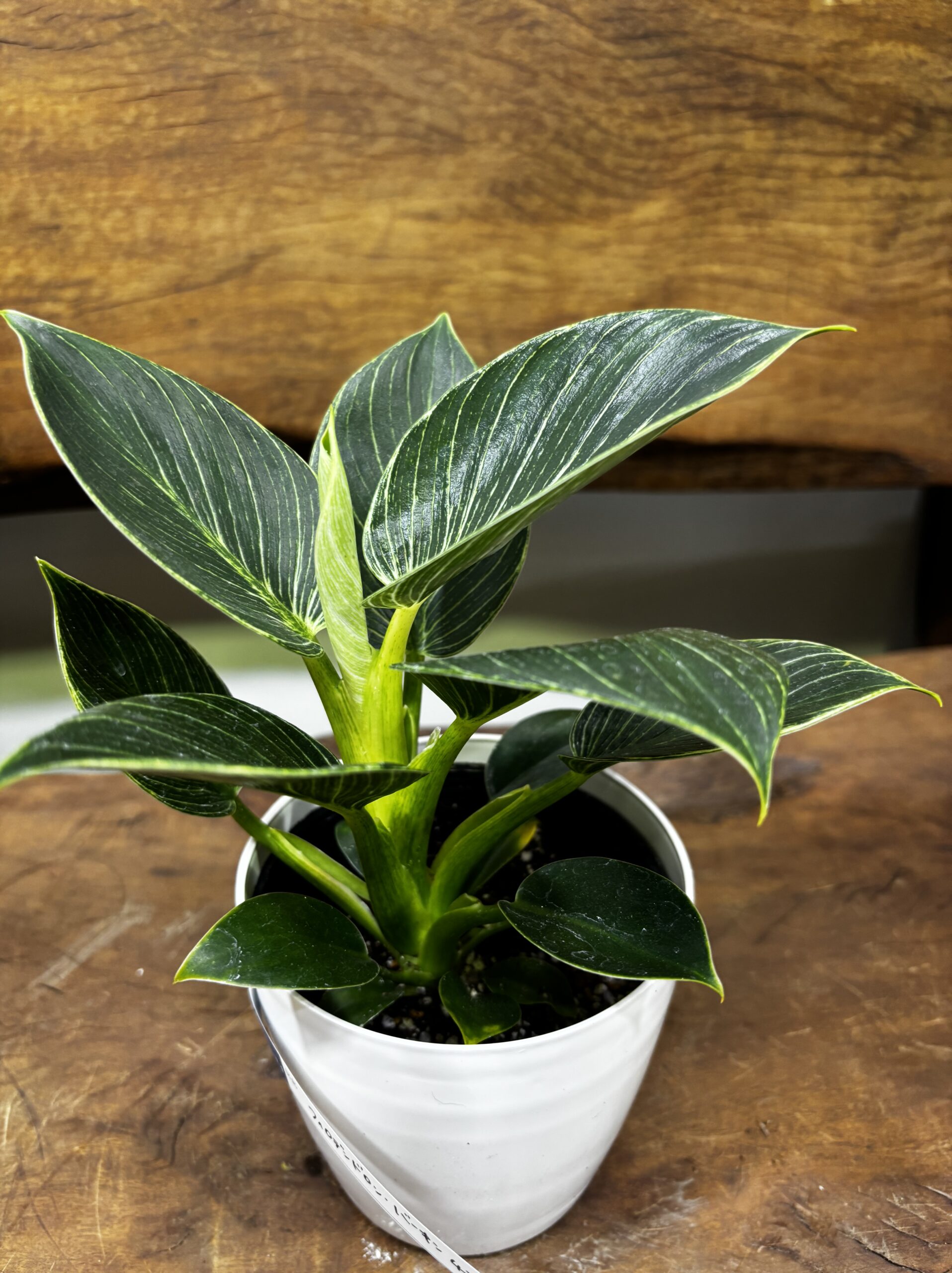 フィロデンドロン・バーキン 4号 - 画像 (2)