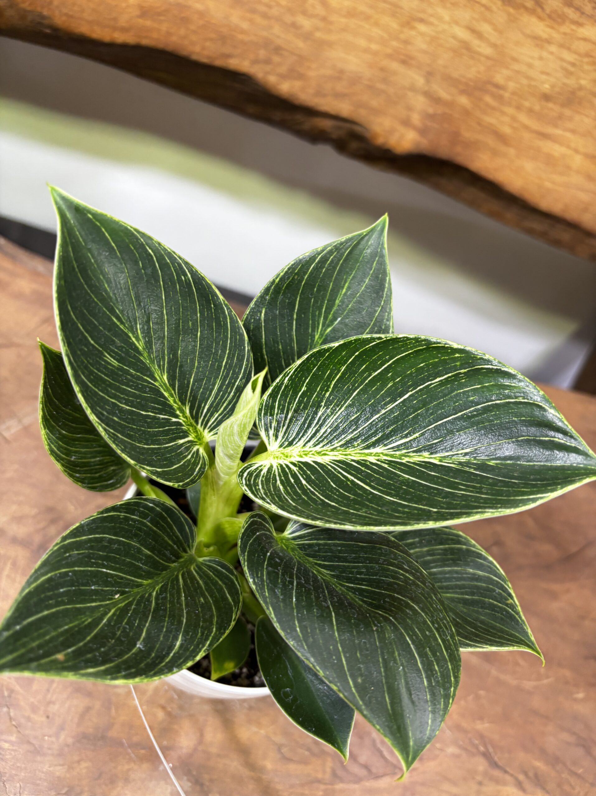 フィロデンドロン・バーキン 4号 - 画像 (3)