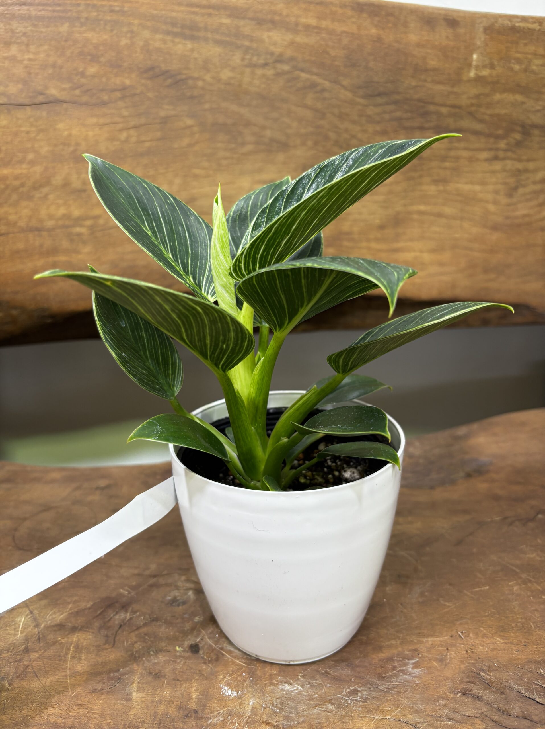 フィロデンドロン・バーキン 4号 - 画像 (4)