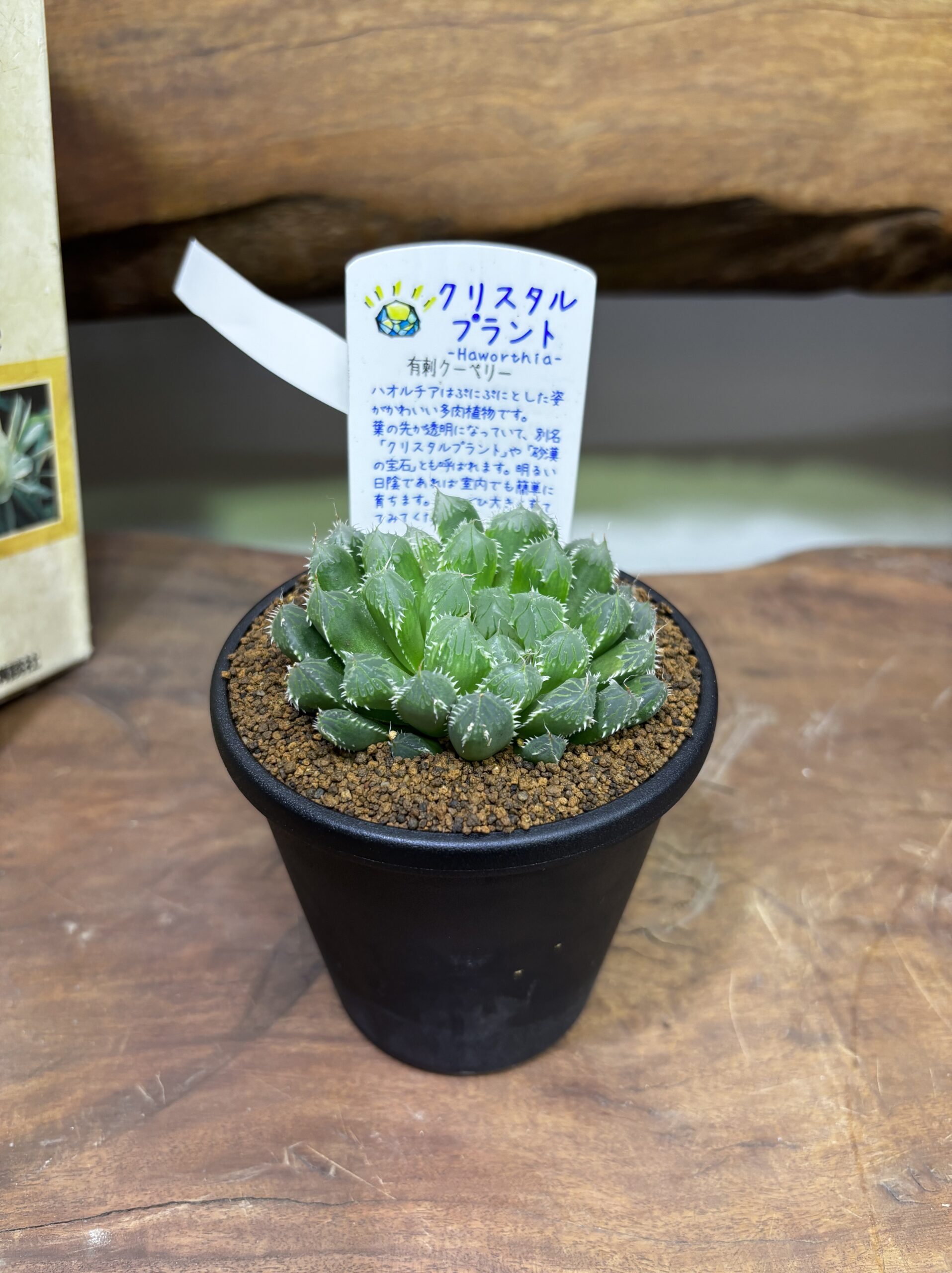 ハオルチア MIX 3.5号 - 画像 (2)