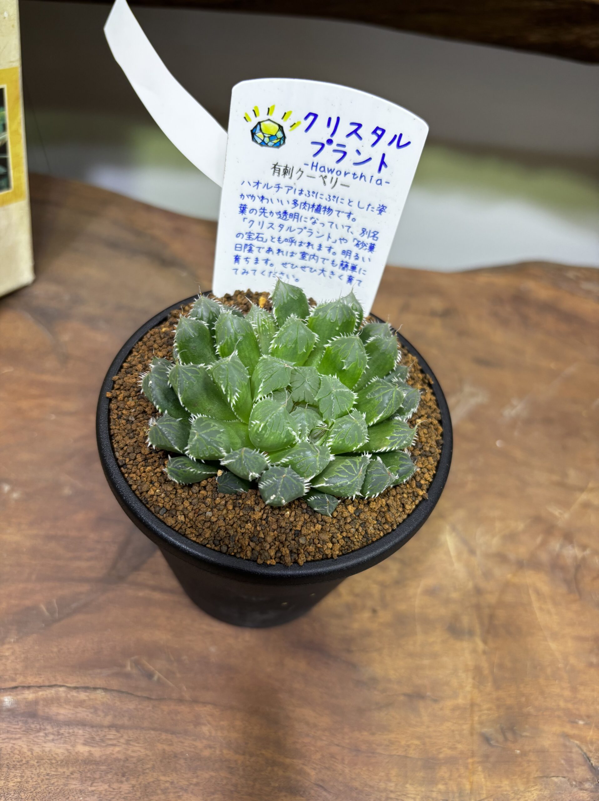 ハオルチア MIX 3.5号 - 画像 (3)