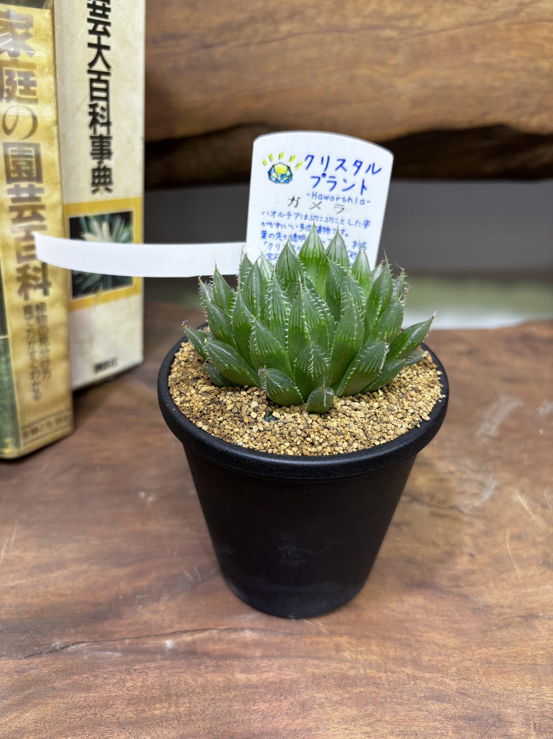 ハオルチア MIX 3.5号 - 画像 (4)