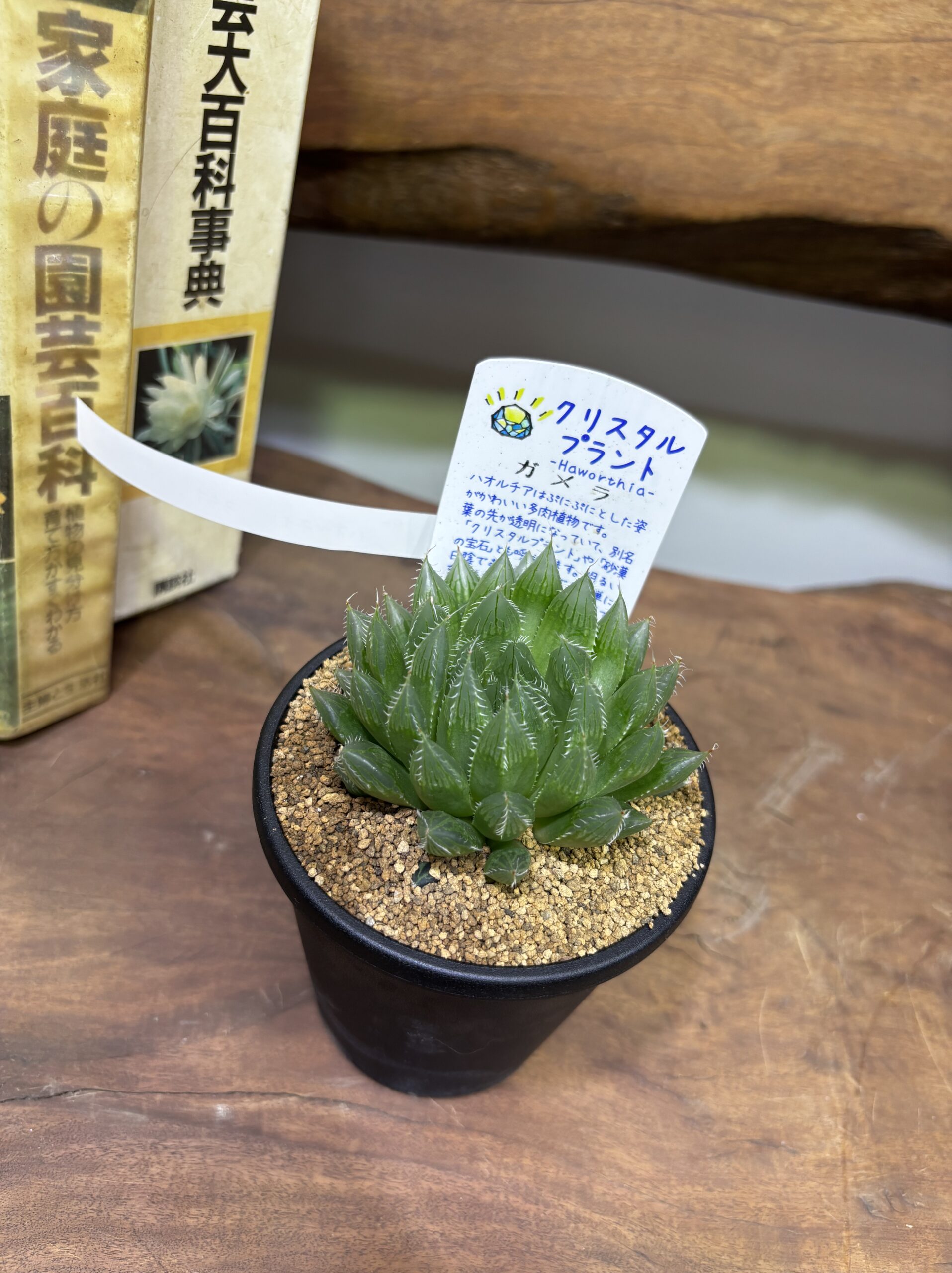 ハオルチア MIX 3.5号 - 画像 (5)