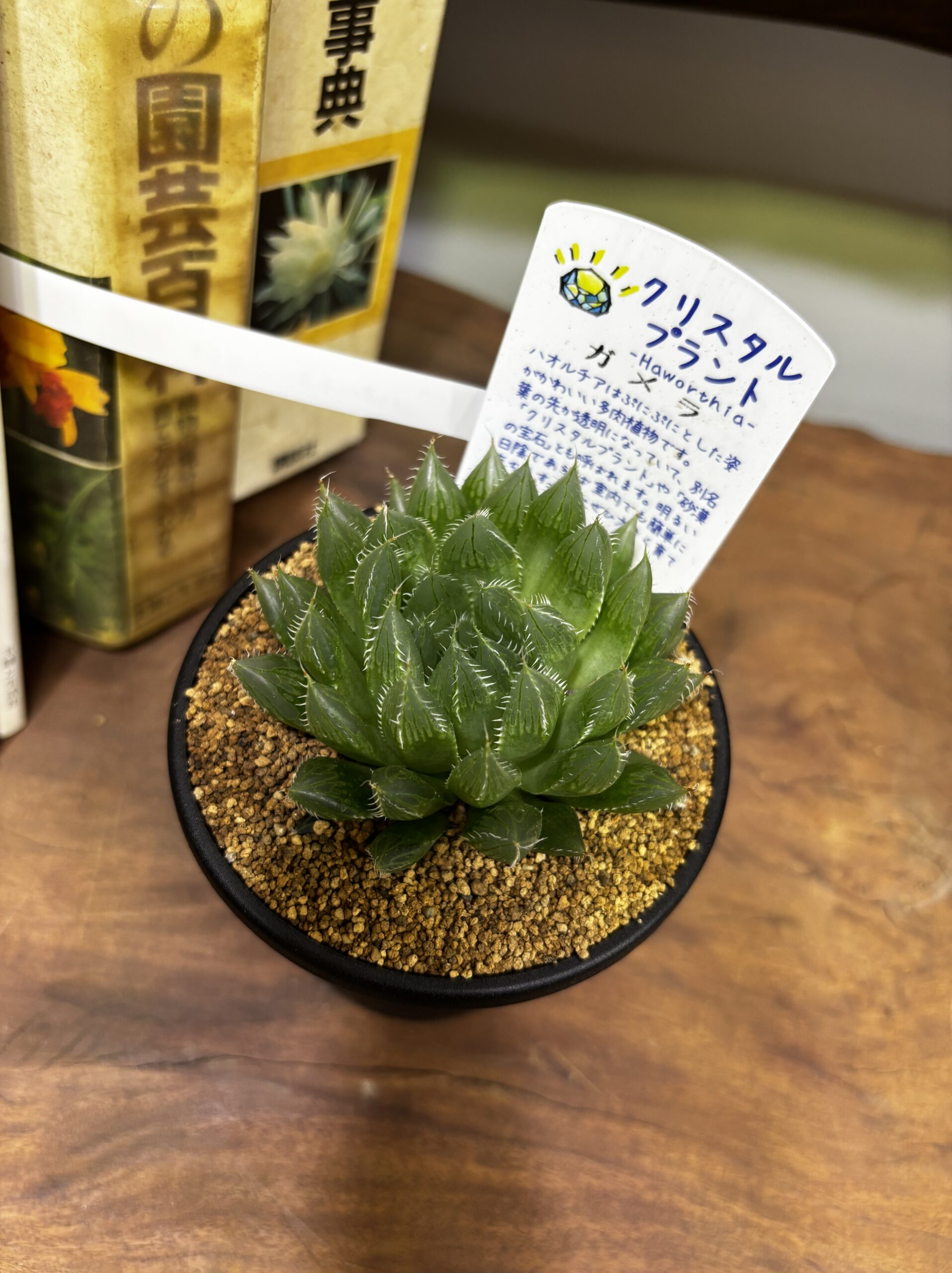 ハオルチア MIX 3.5号 - 画像 (6)