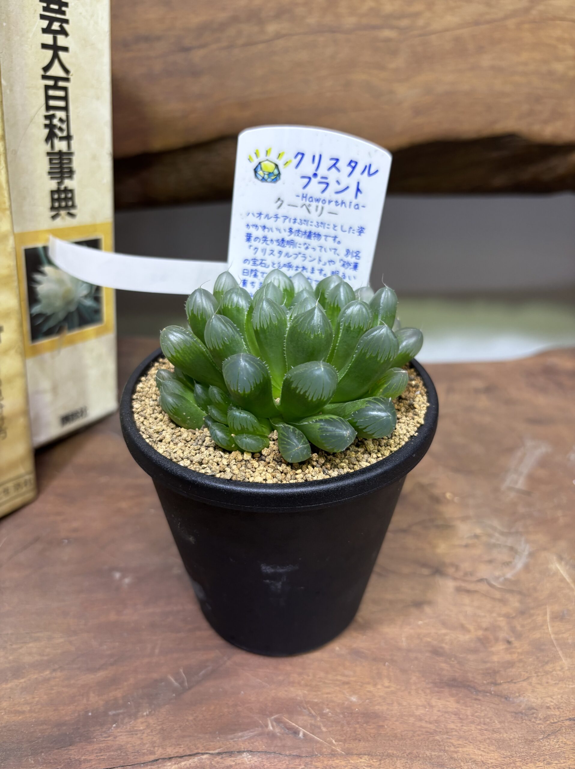 ハオルチア MIX 3.5号 - 画像 (7)