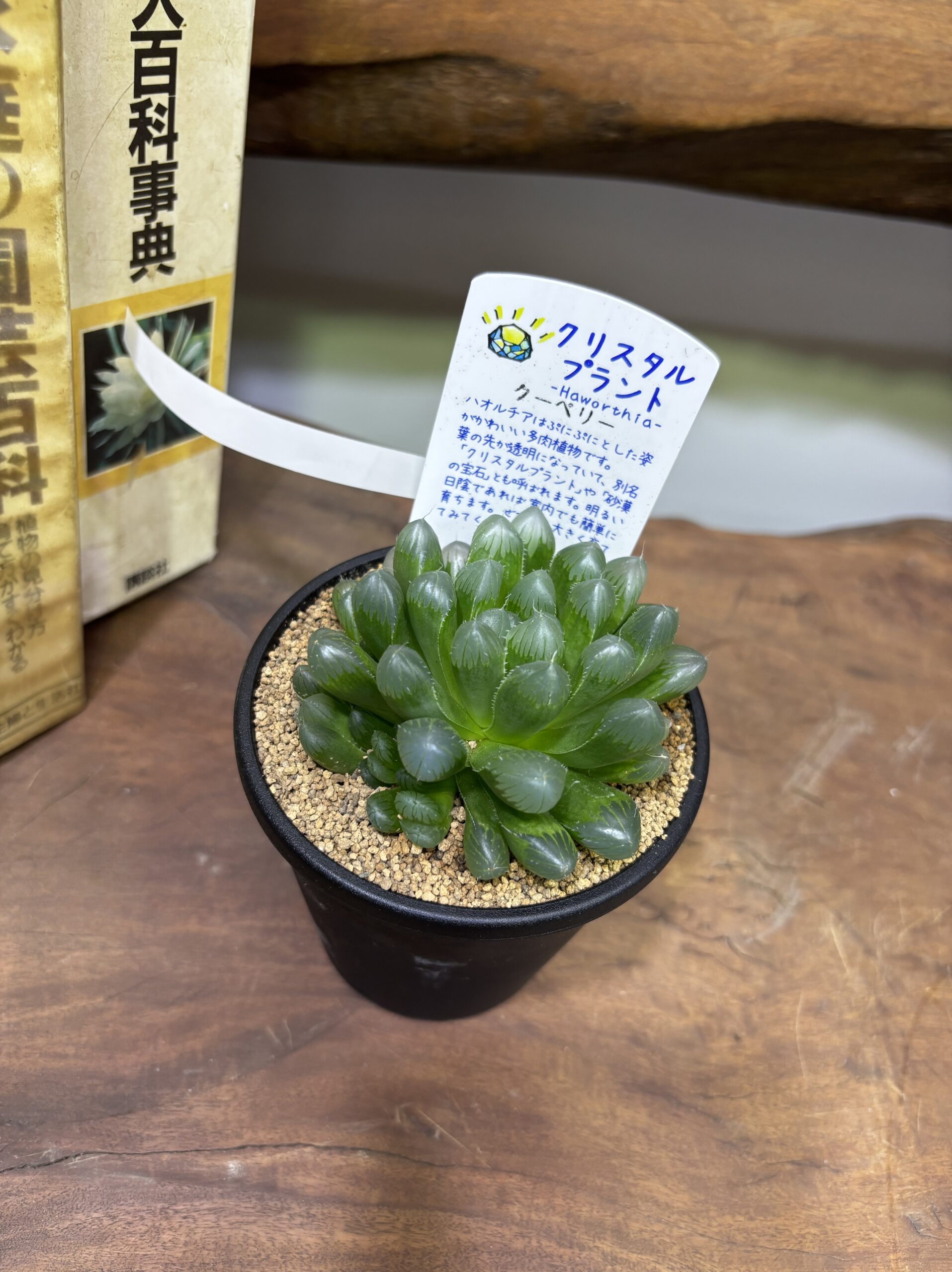 ハオルチア MIX 3.5号 - 画像 (8)