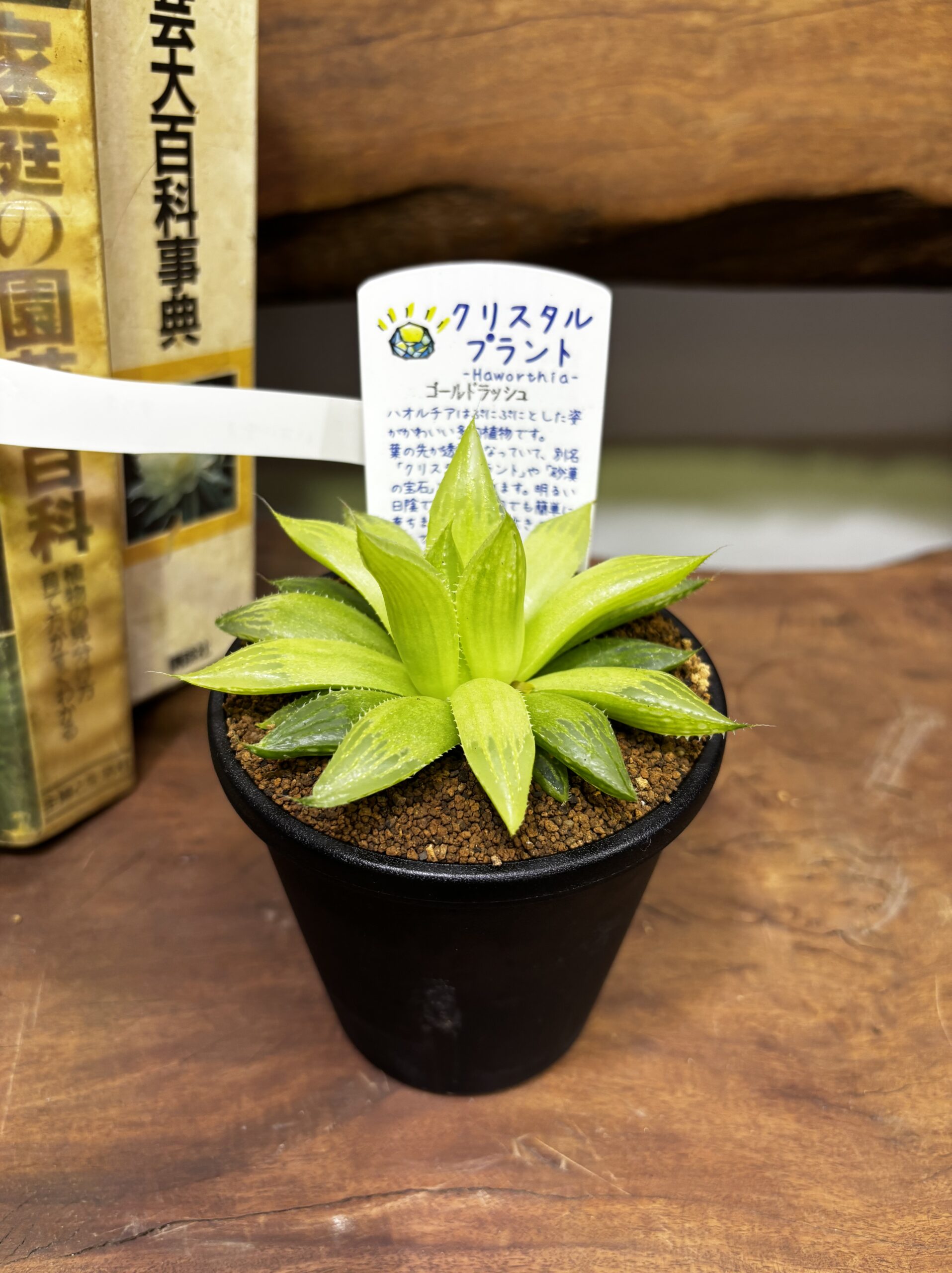 ハオルチア MIX 3.5号 - 画像 (9)