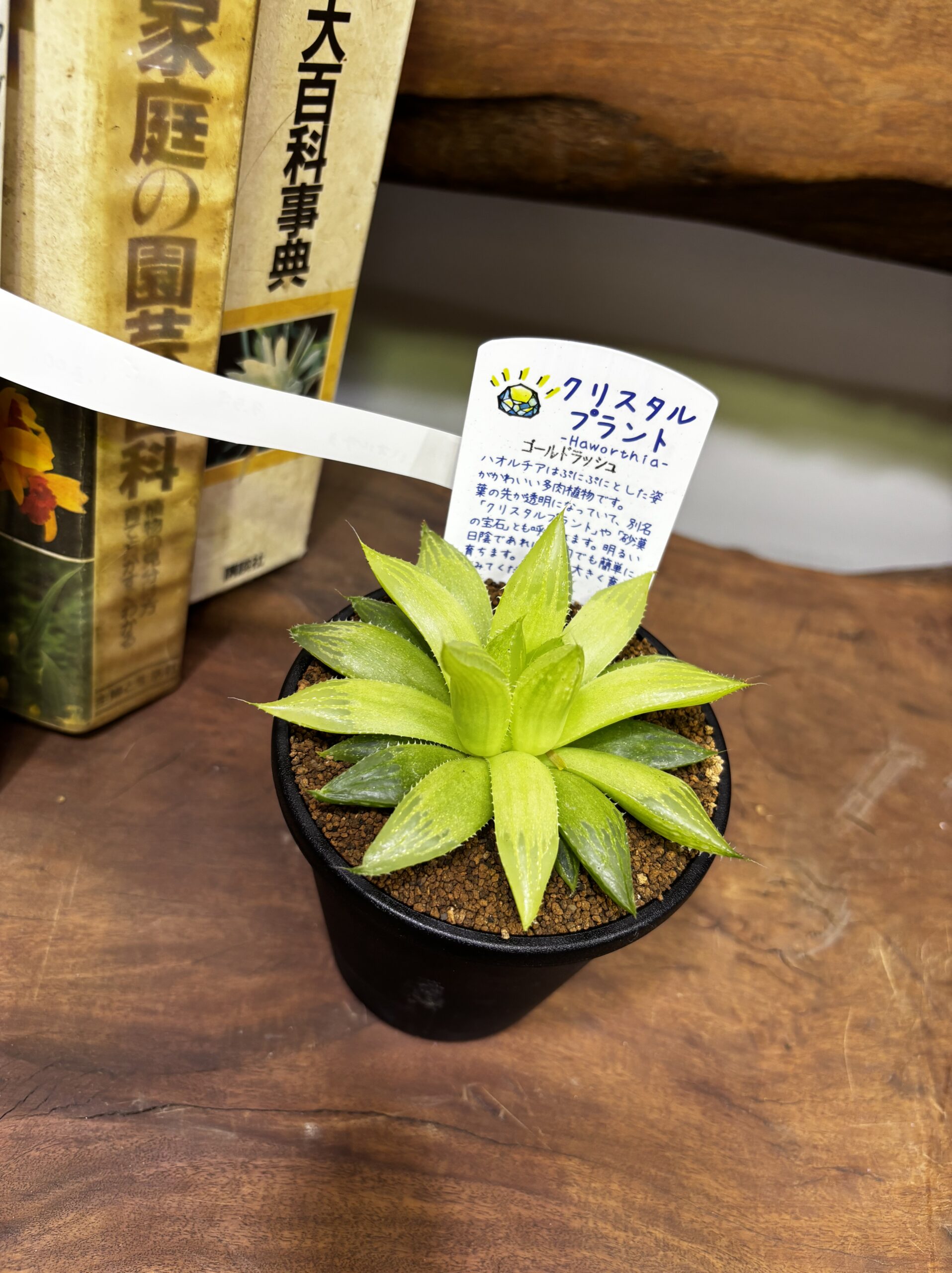 ハオルチア MIX 3.5号 - 画像 (10)