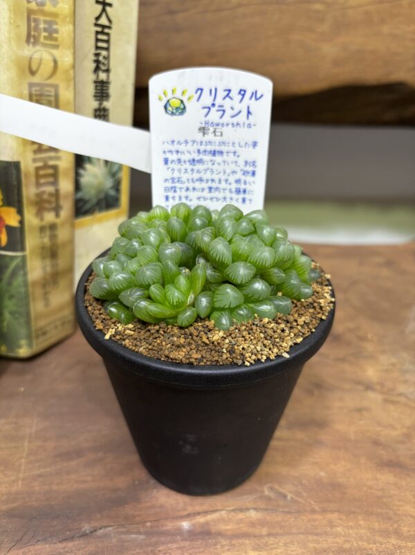 ハオルチア MIX 3.5号 | Plants Shop Big Smile 通販