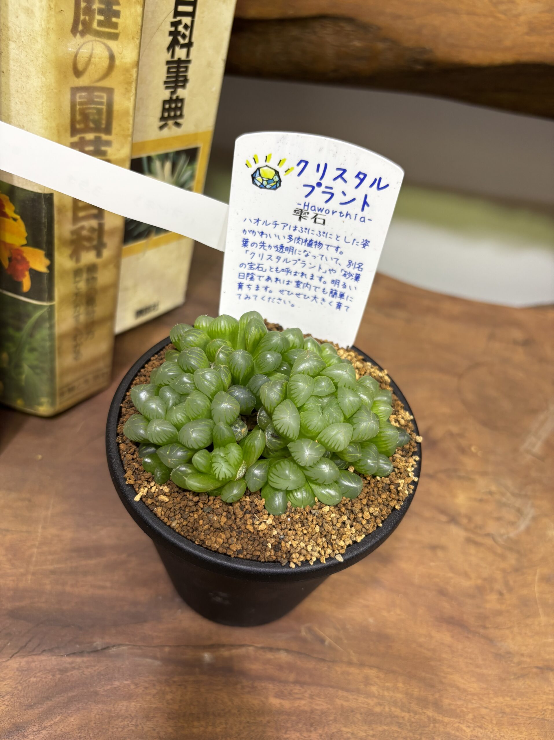 ハオルチア MIX 3.5号 - 画像 (12)