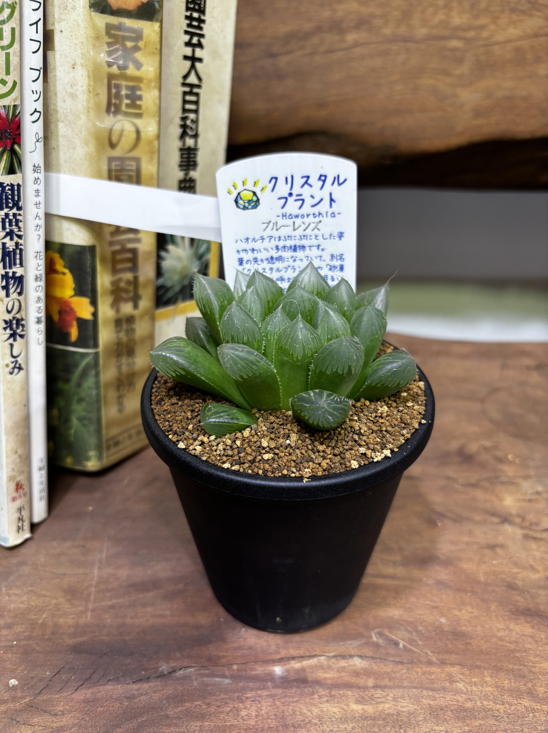 ハオルチア MIX 3.5号 - 画像 (13)