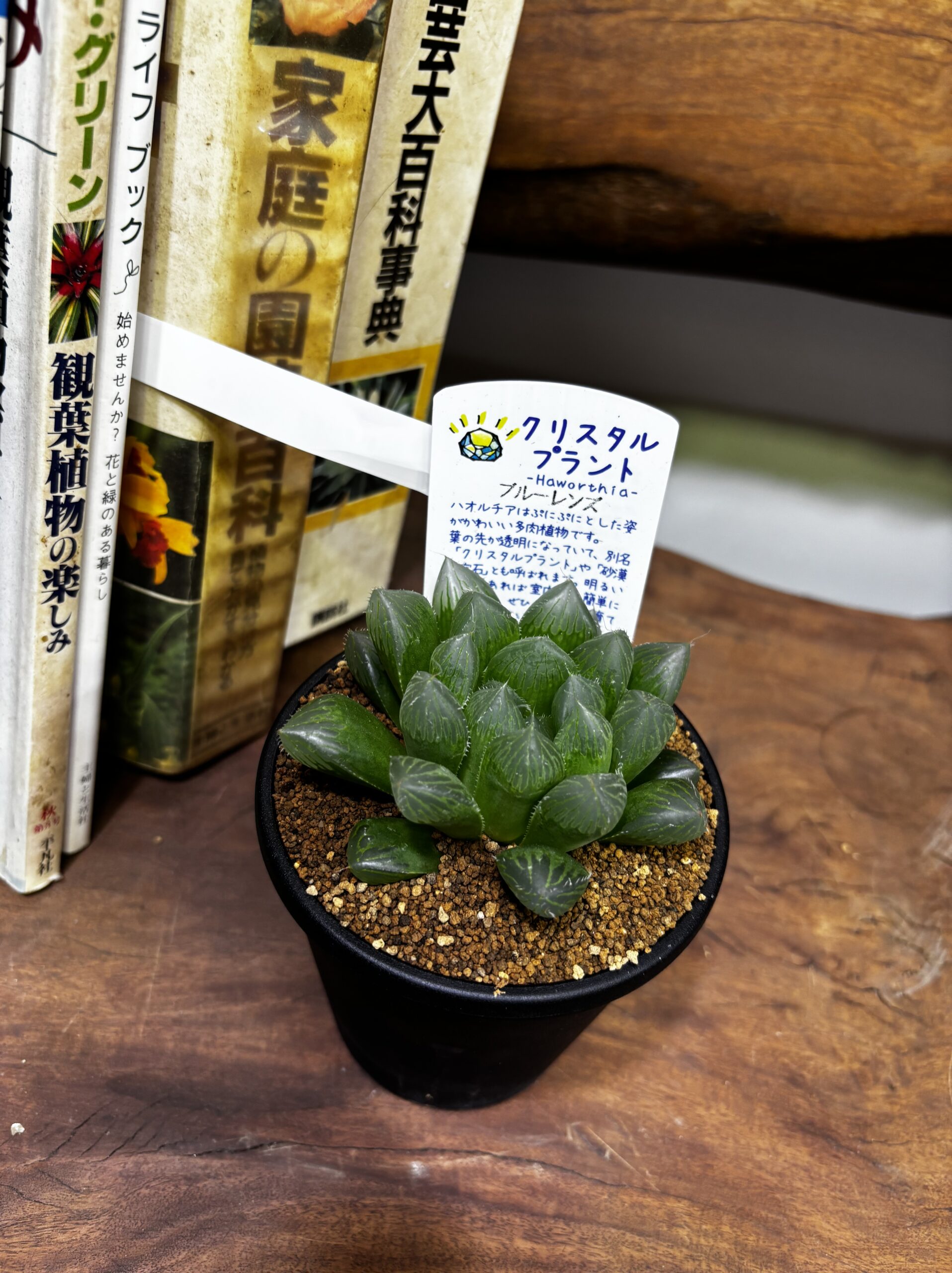 ハオルチア MIX 3.5号 - 画像 (14)