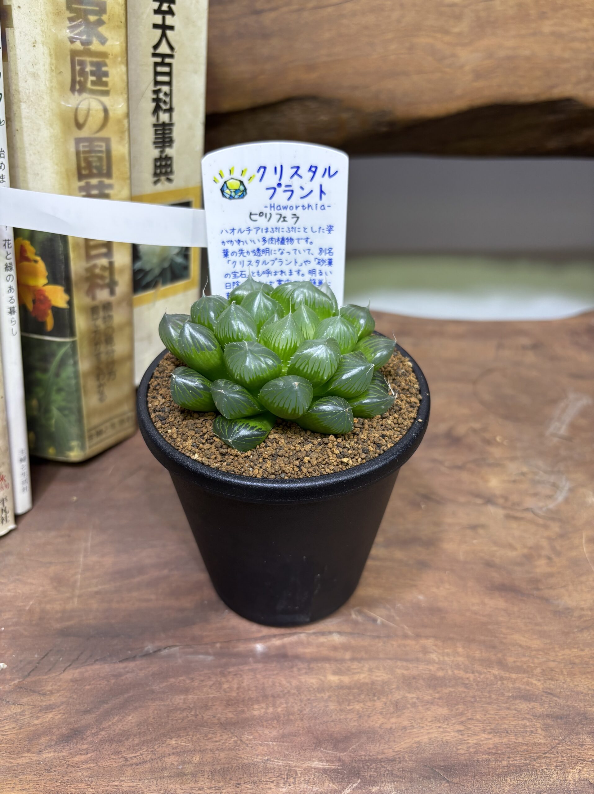 ハオルチア MIX 3.5号 - 画像 (15)