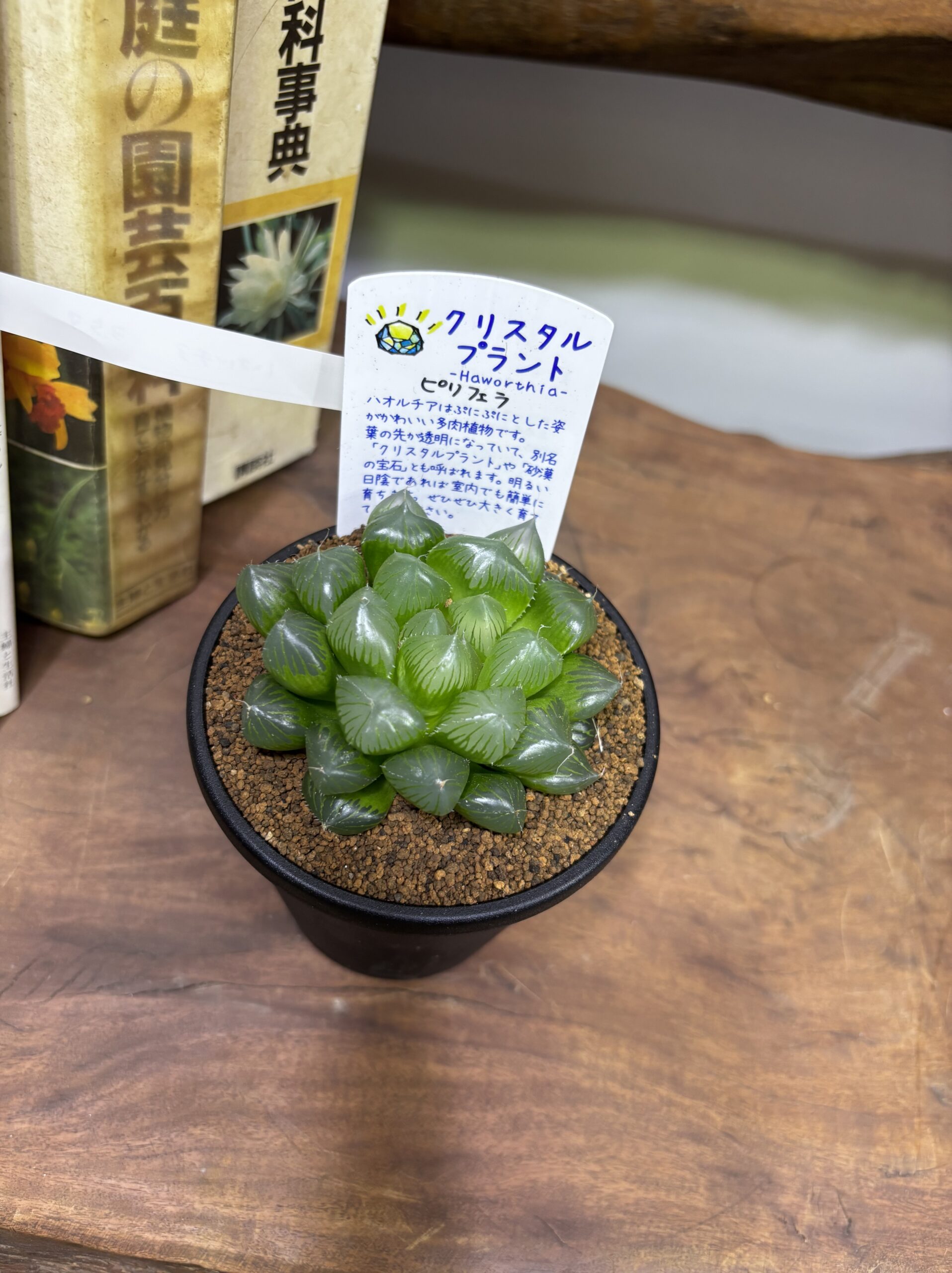 ハオルチア MIX 3.5号 - 画像 (16)