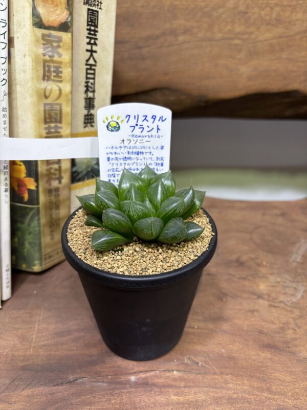 ハオルチア MIX 3.5号 | Plants Shop Big Smile 通販