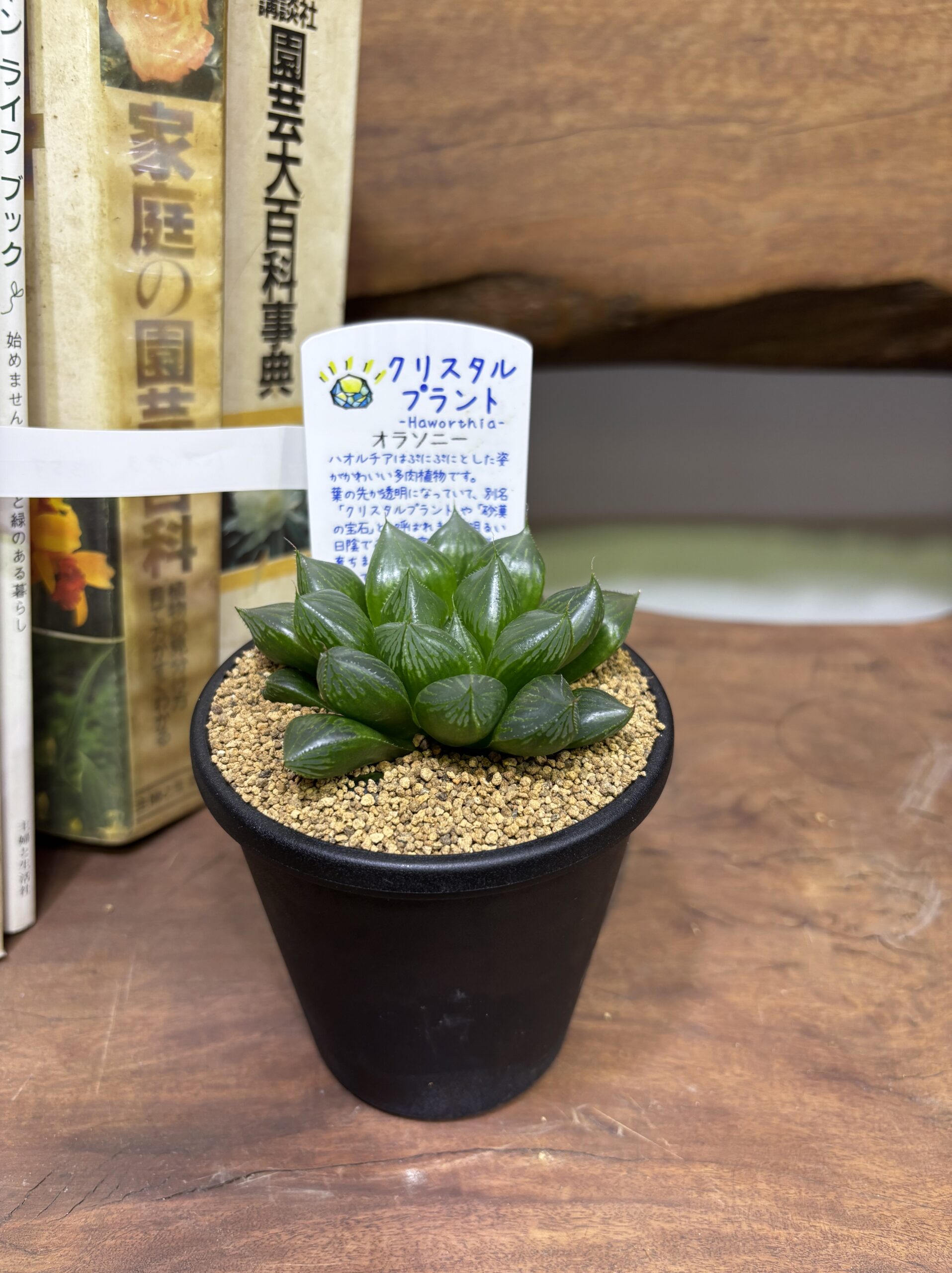 ハオルチア MIX 3.5号 - 画像 (17)