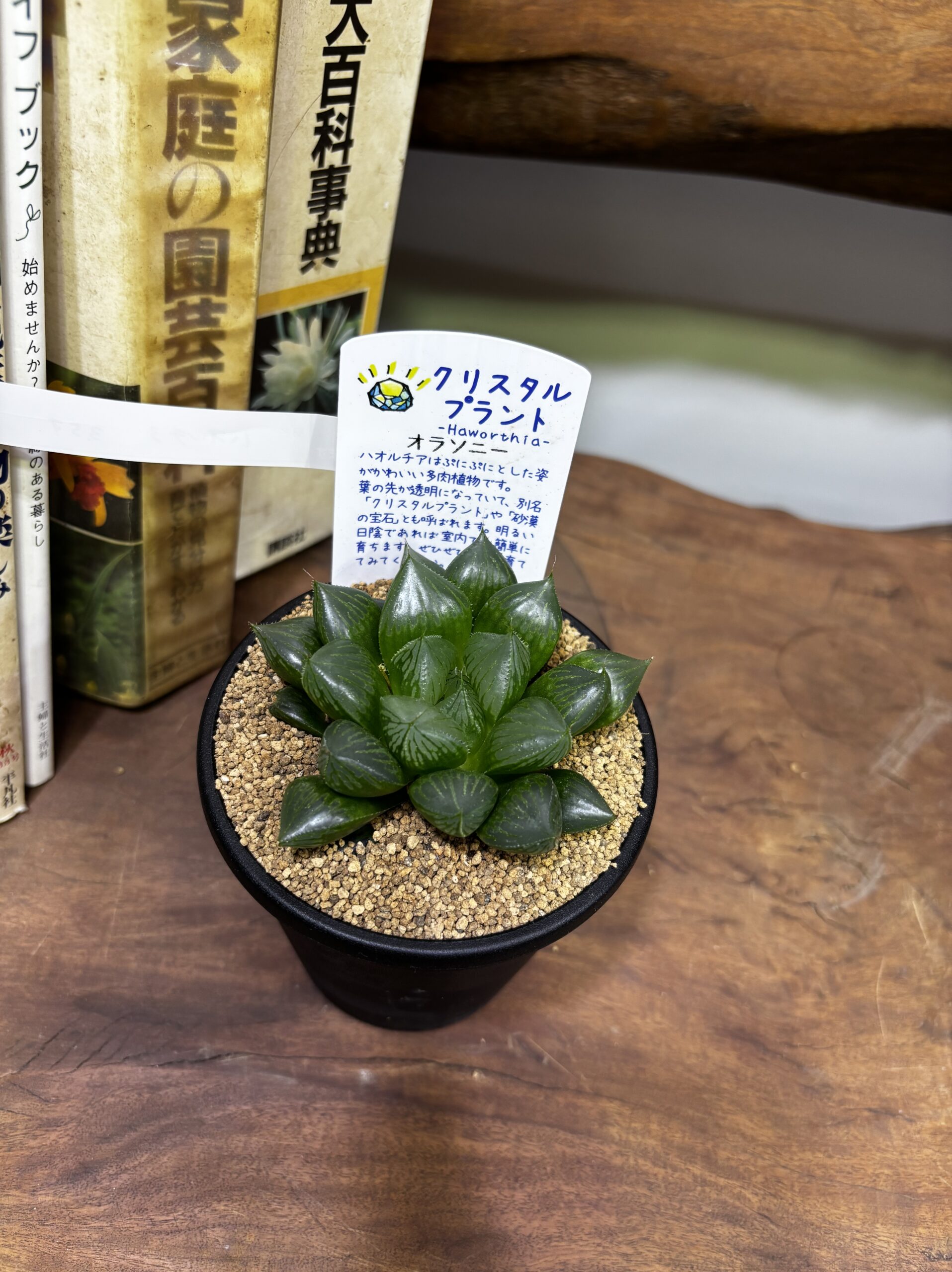 ハオルチア MIX 3.5号 - 画像 (18)