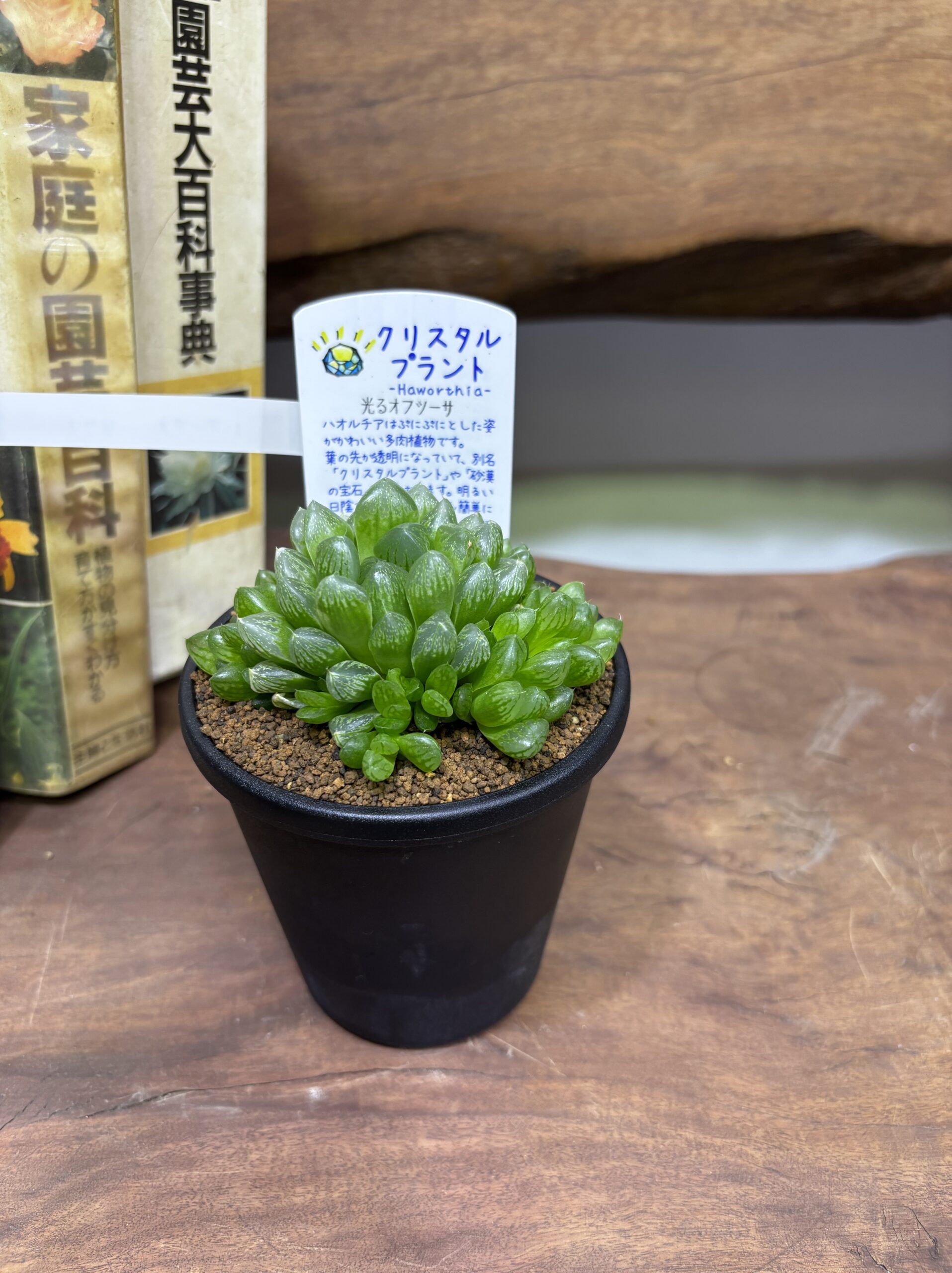 ハオルチア MIX 3.5号 - 画像 (19)