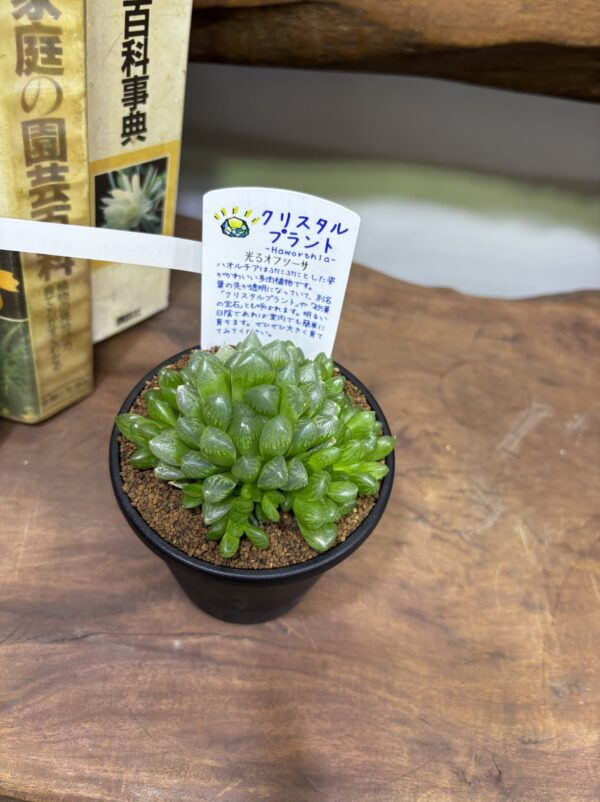 ハオルチア MIX 3.5号 | Plants Shop Big Smile 通販