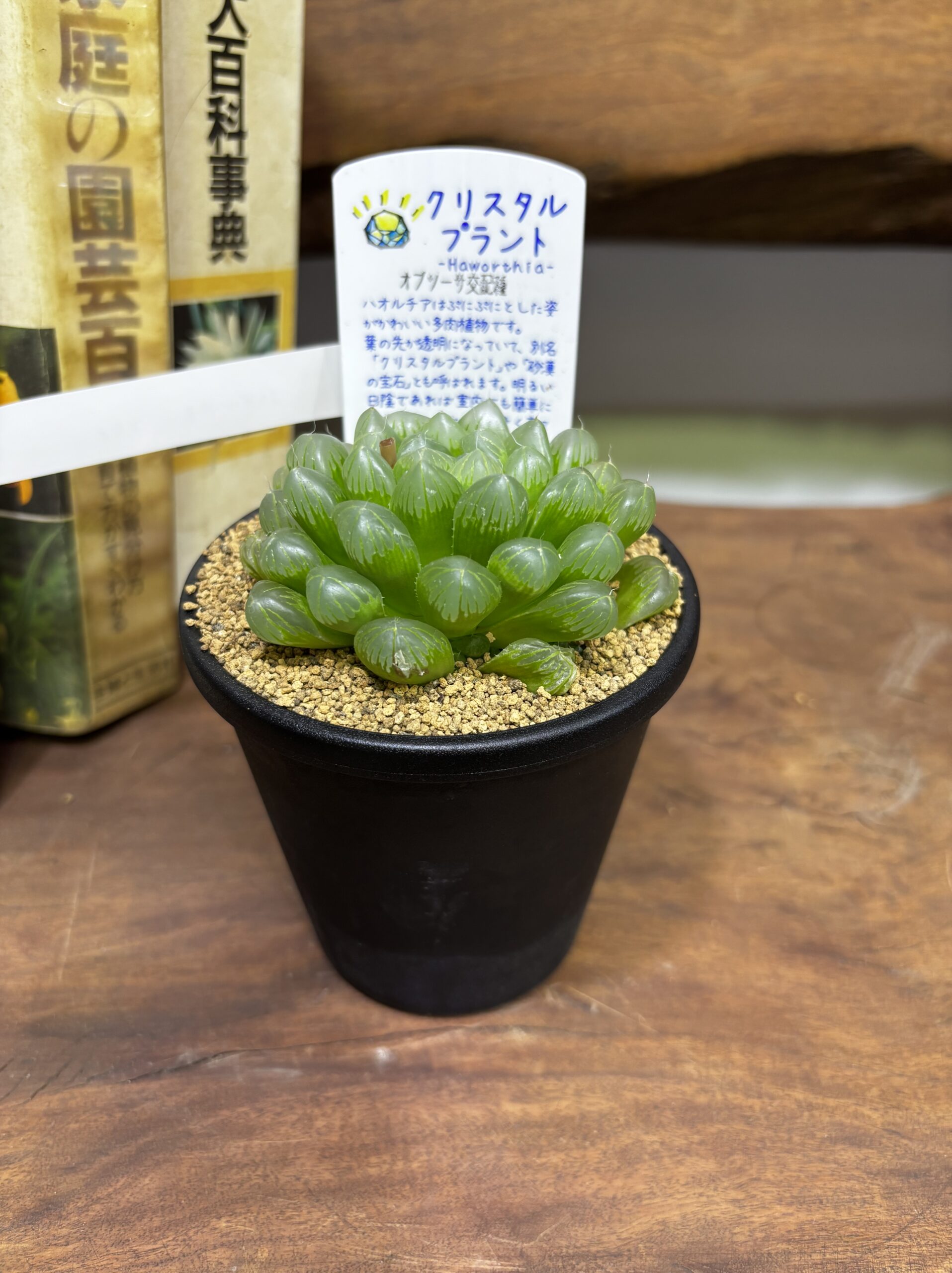 ハオルチア MIX 3.5号 - 画像 (21)