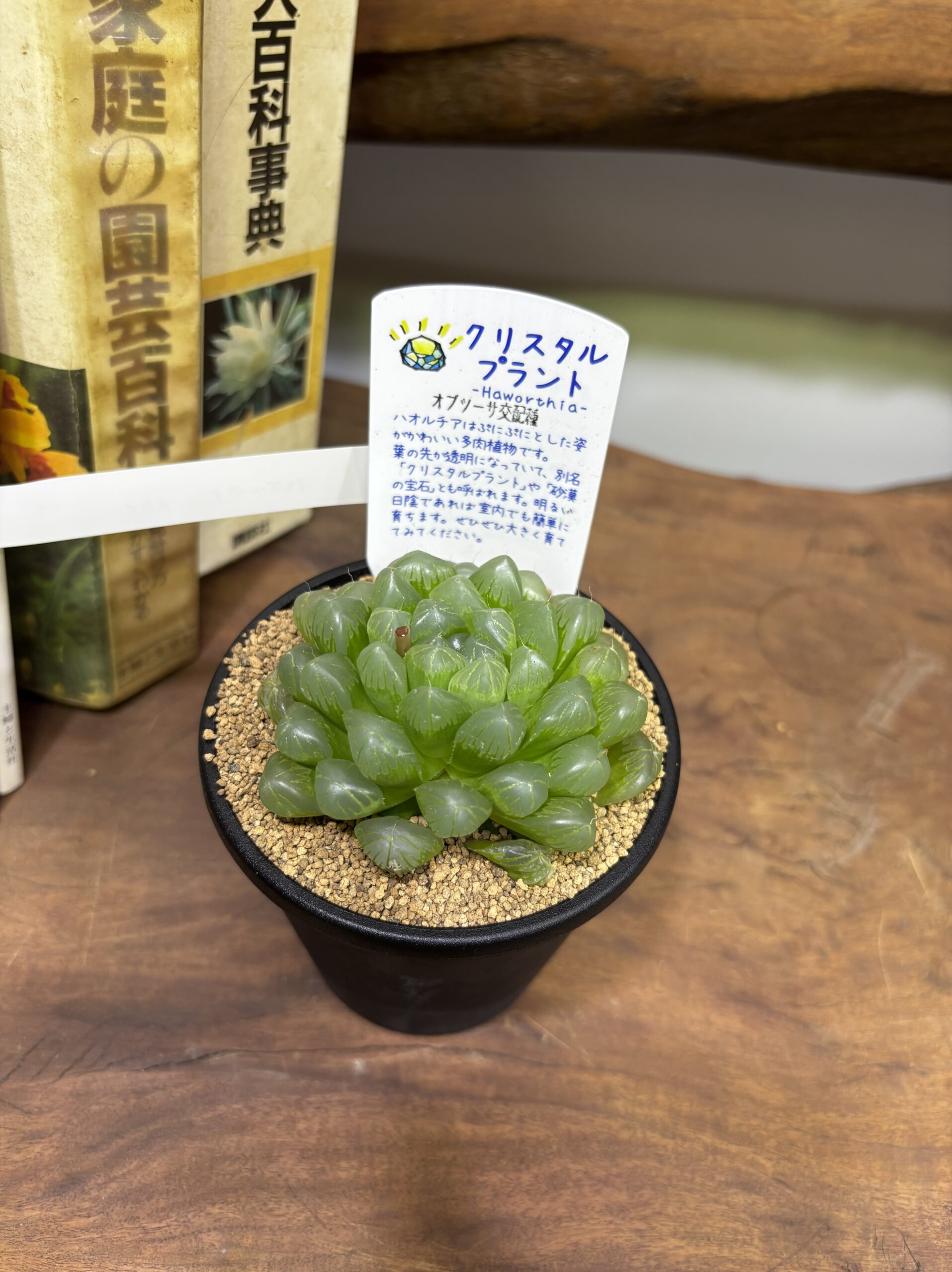 ハオルチア MIX 3.5号 - 画像 (22)