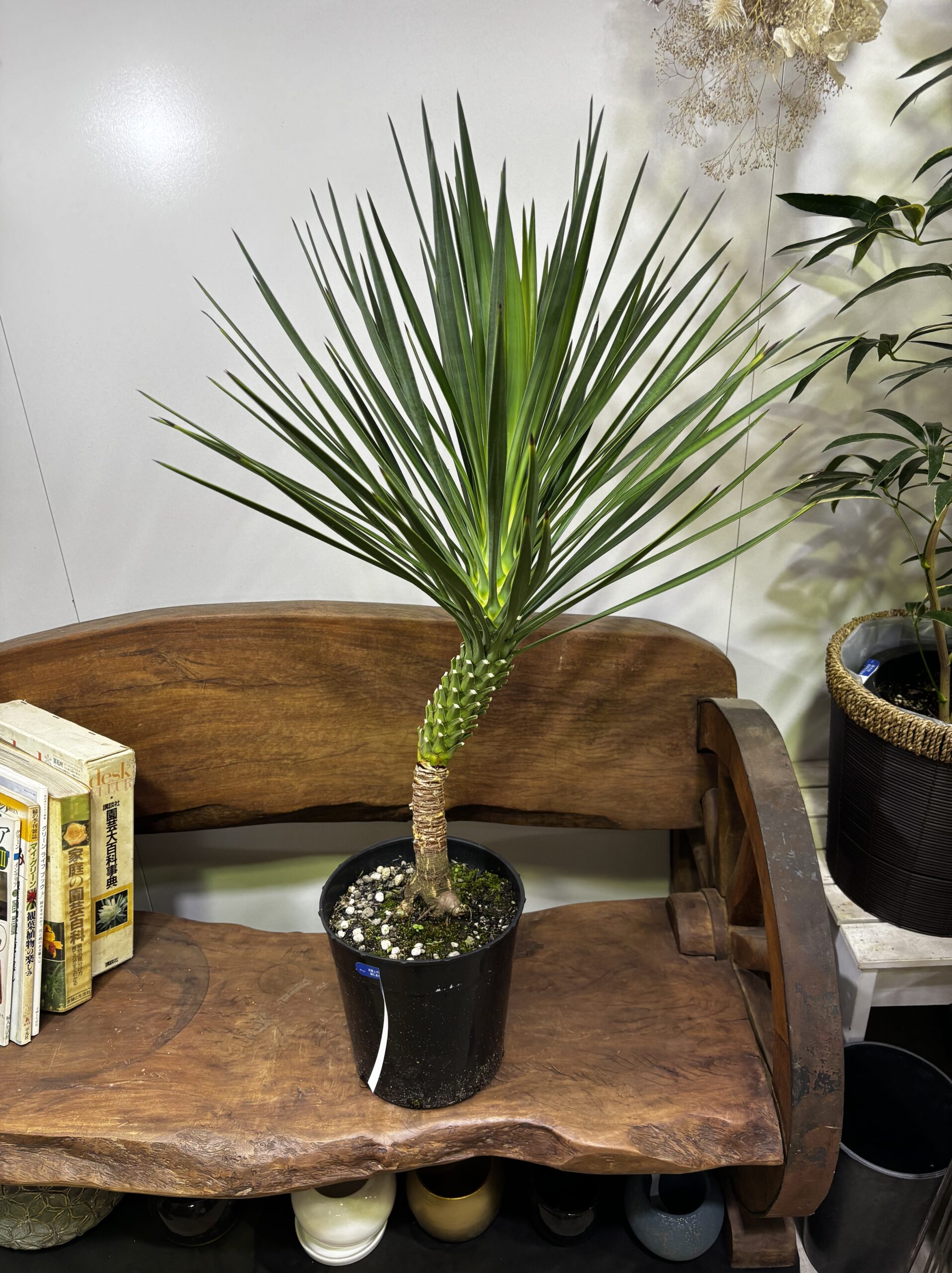 ユッカ・アロイフォリア 7号