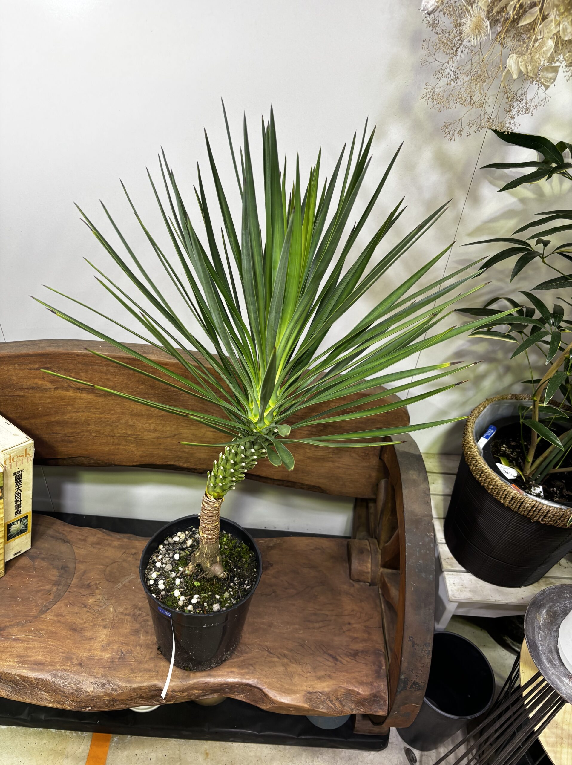 ユッカ・アロイフォリア 7号 - 画像 (2)