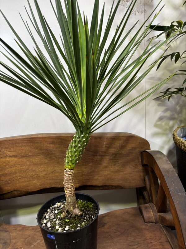 ユッカ・アロイフォリア 7号 | Plants Shop Big Smile 通販