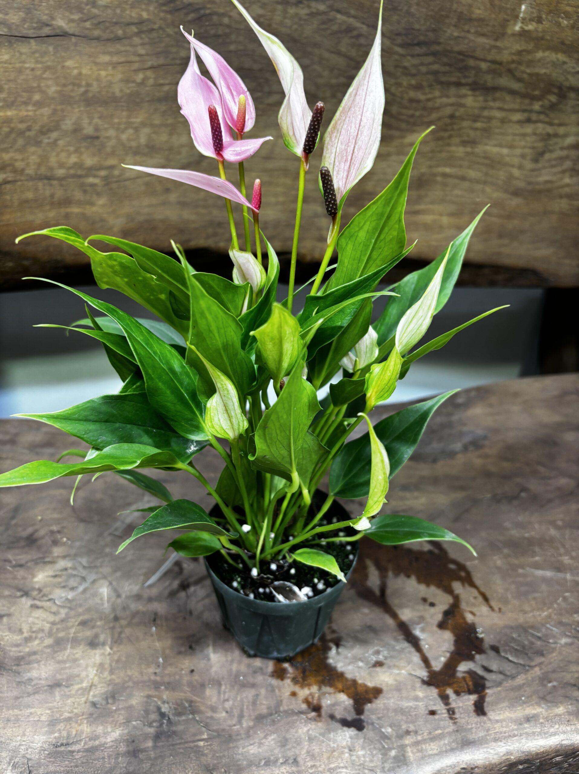 アンスリウム・リリー 3号 - 画像 (2)