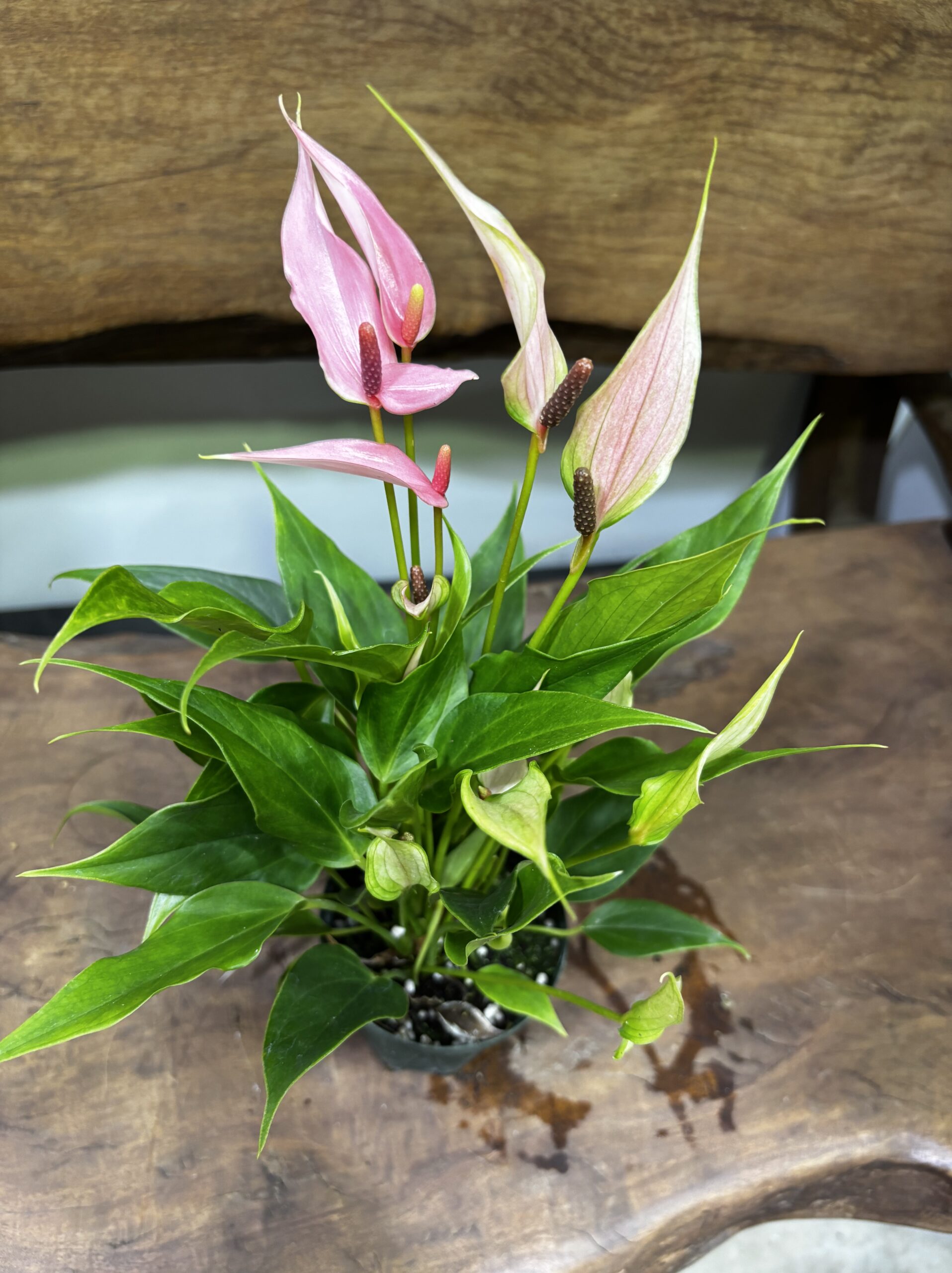 アンスリウム・リリー 3号 - 画像 (3)