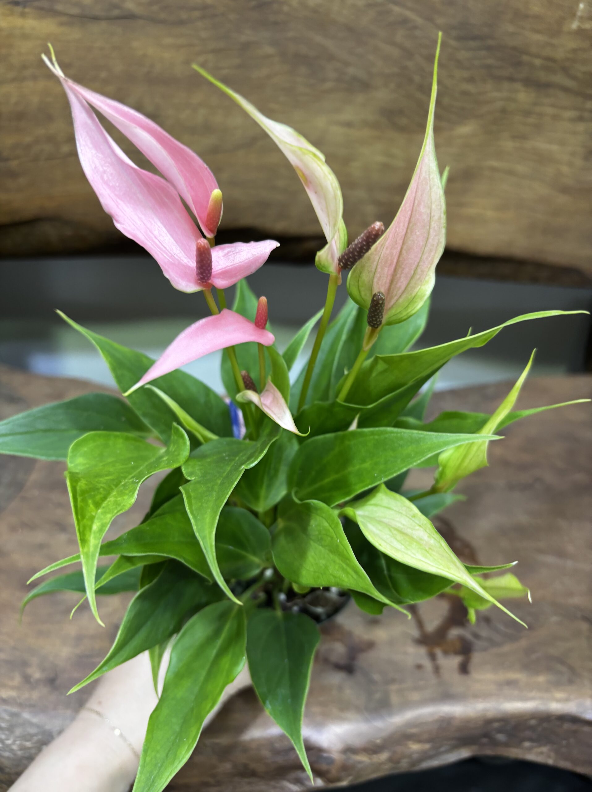 アンスリウム・リリー 3号