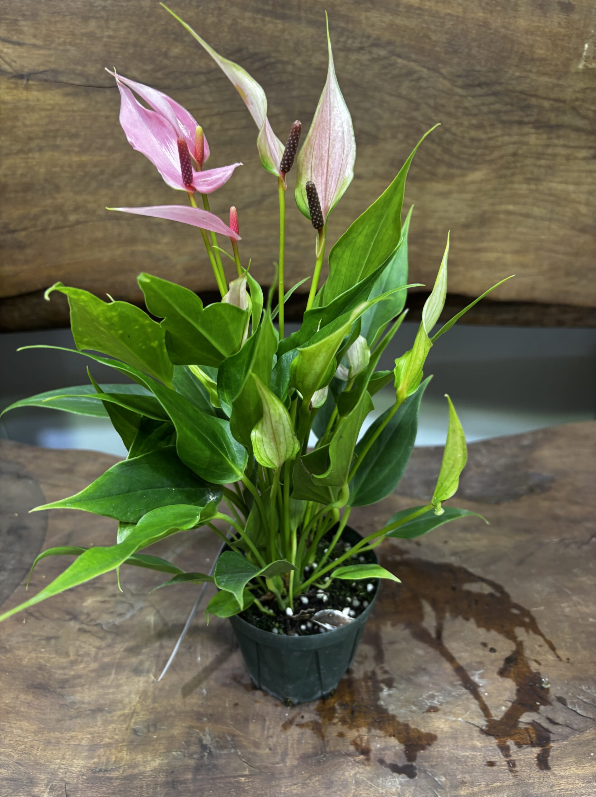 アンスリウム・リリー 3号 - 画像 (5)