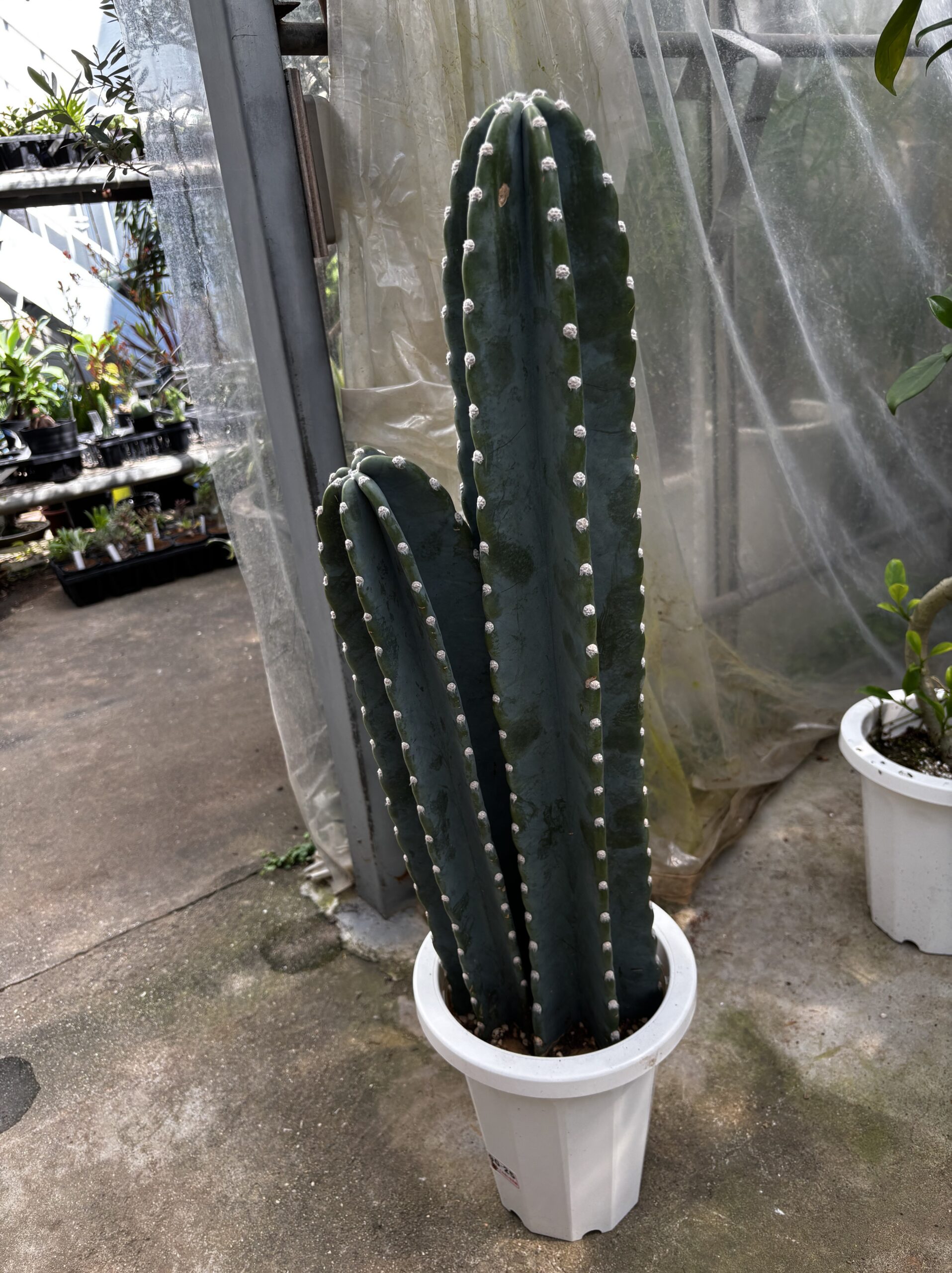 柱サボテン　2本立/3本立 - 画像 (13)