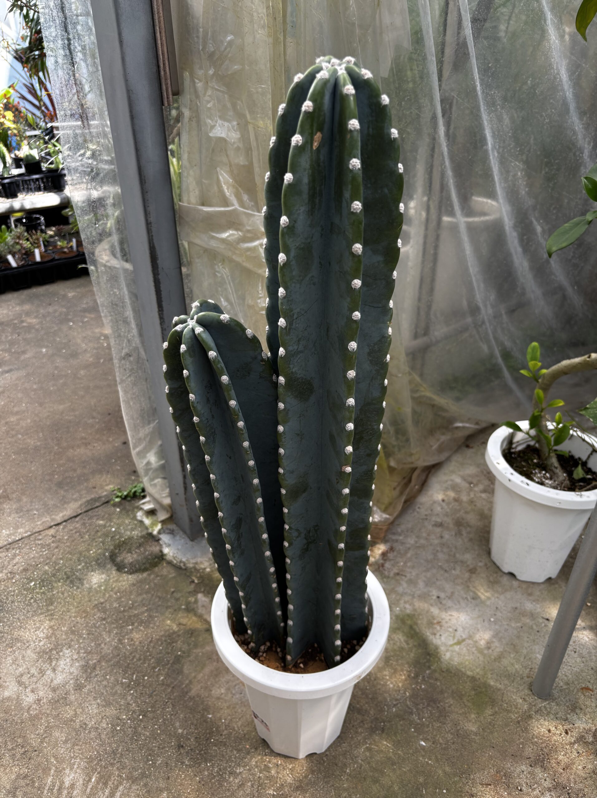 柱サボテン　2本立/3本立 - 画像 (14)