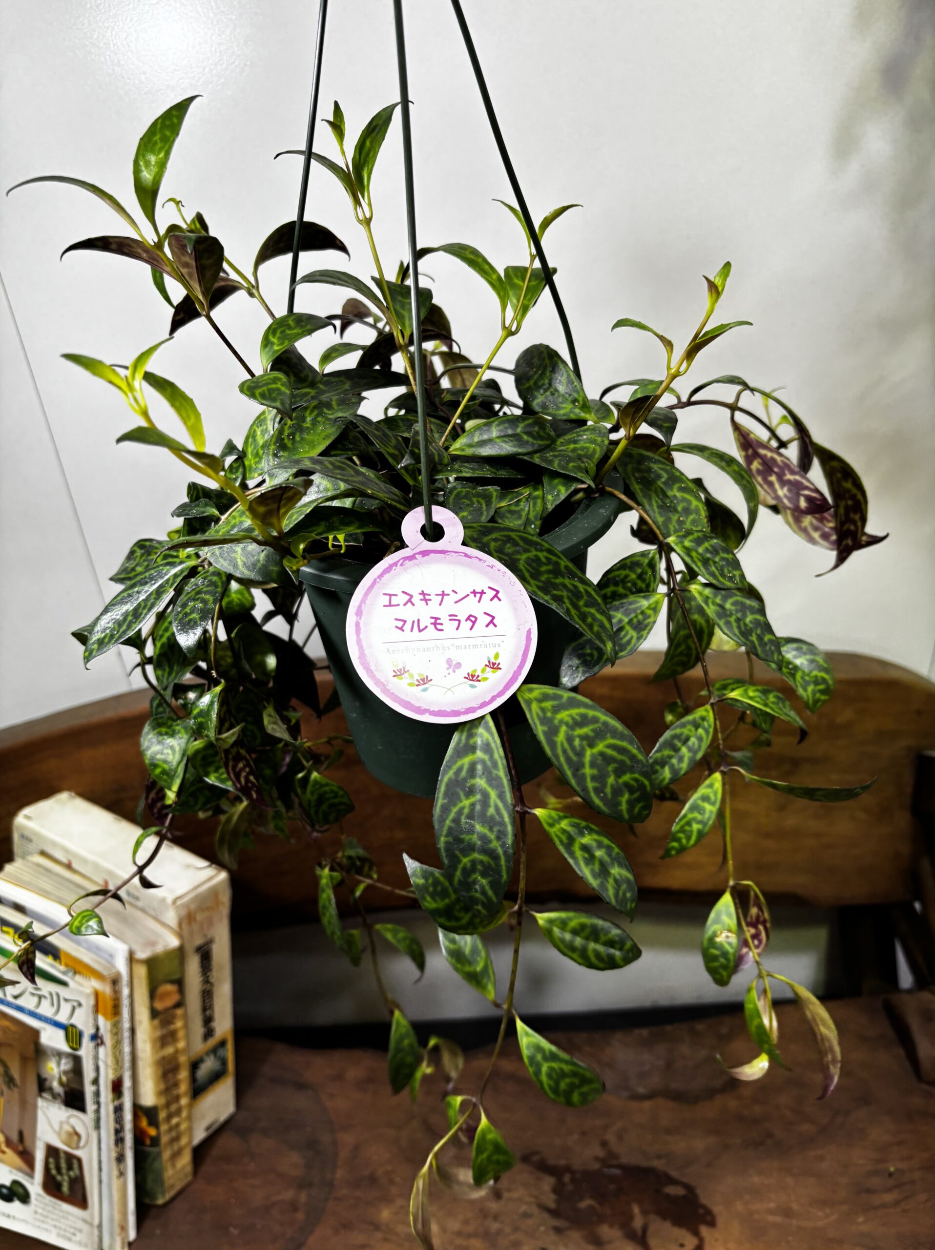 エスキナンサス　品種MIX　5号　吊り鉢 - 画像 (2)