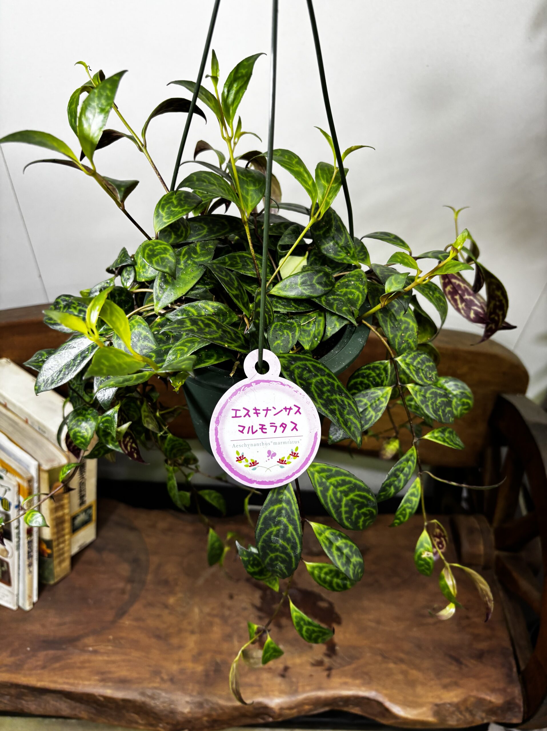 エスキナンサス　品種MIX　5号　吊り鉢 - 画像 (3)