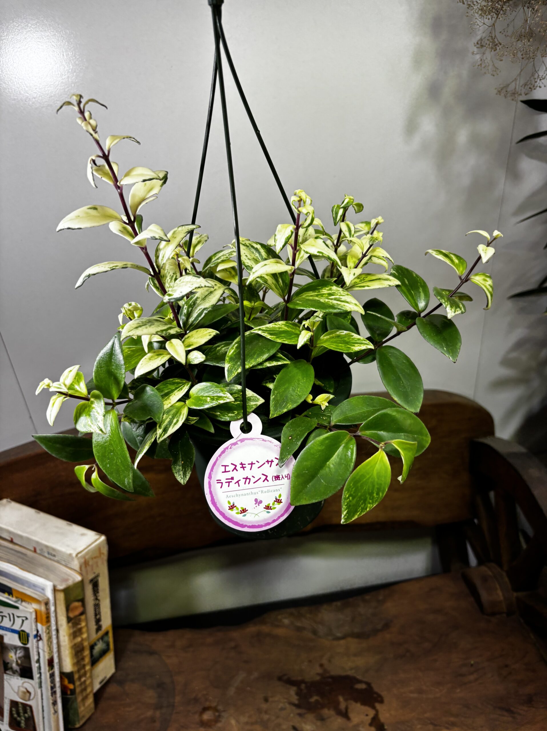 エスキナンサス　品種MIX　5号　吊り鉢 - 画像 (4)