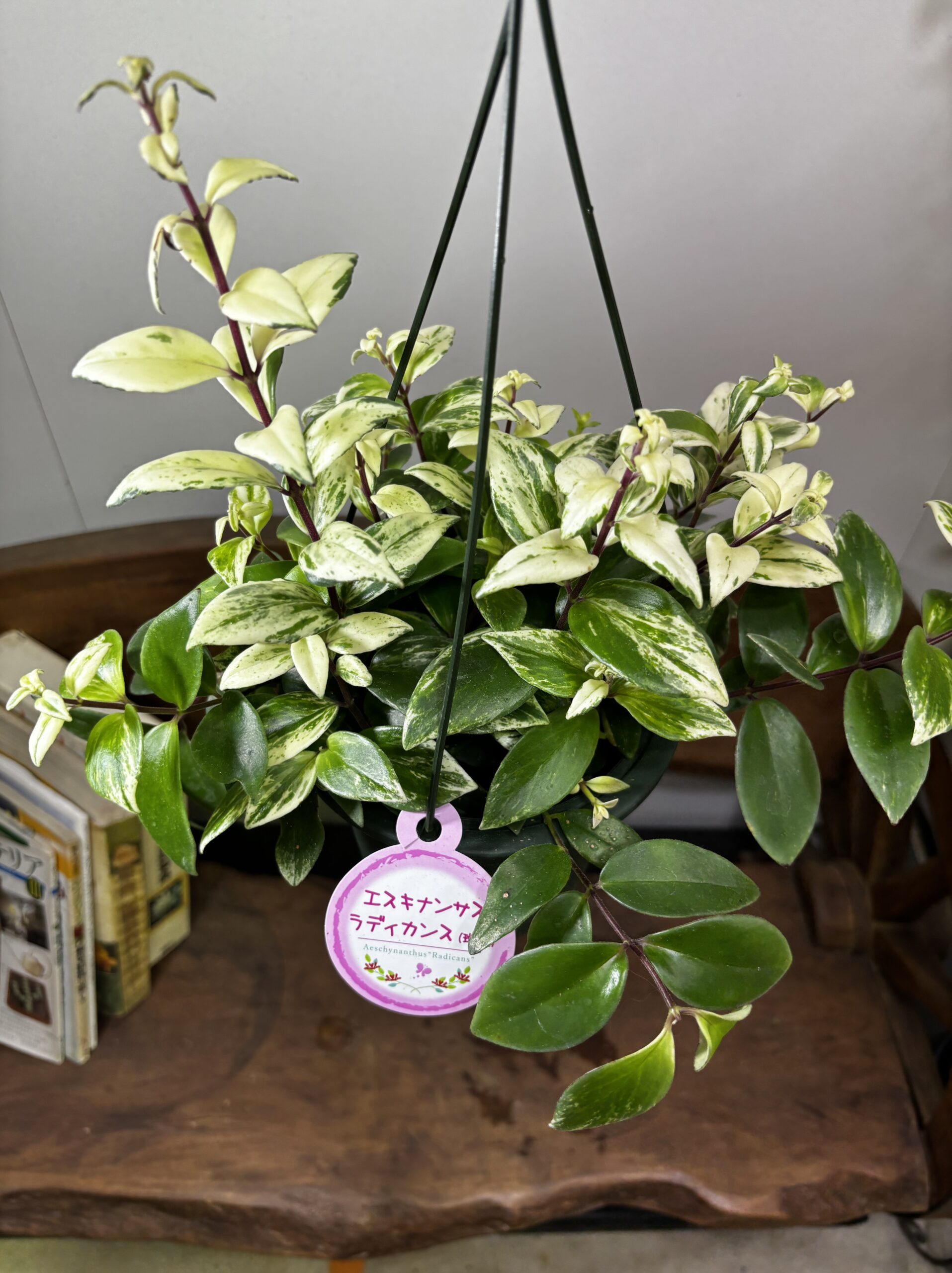 エスキナンサス 品種MIX 5号 吊り鉢