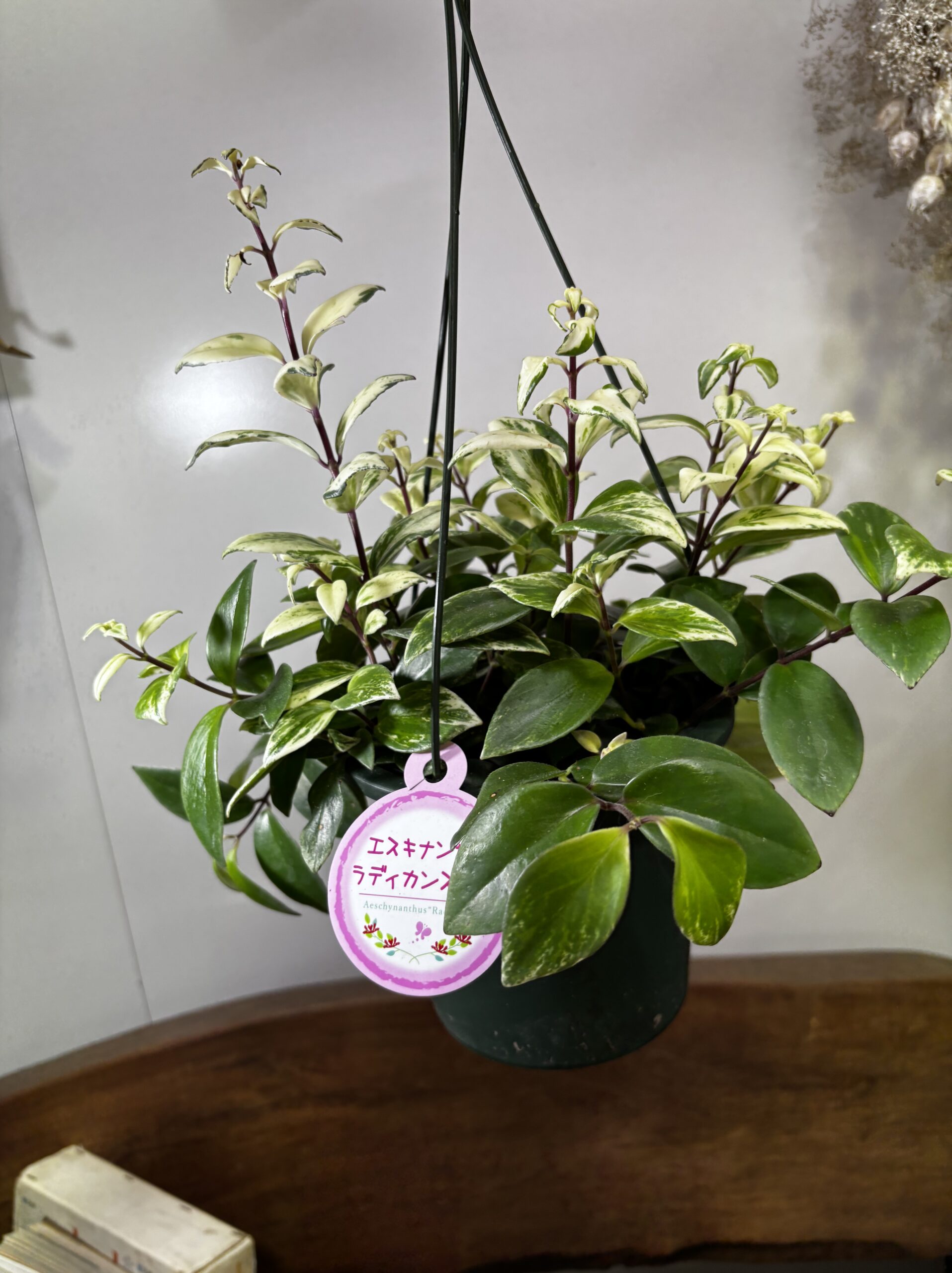 エスキナンサス　品種MIX　5号　吊り鉢 - 画像 (6)