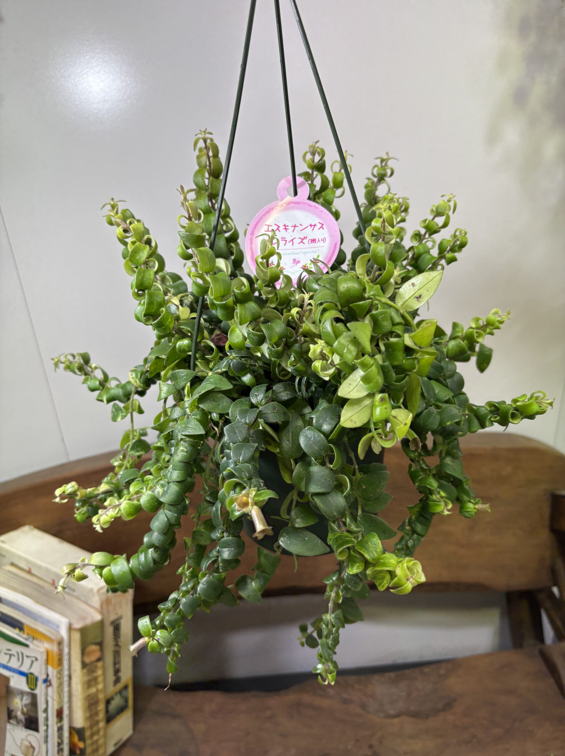 エスキナンサス　品種MIX　5号　吊り鉢 - 画像 (7)