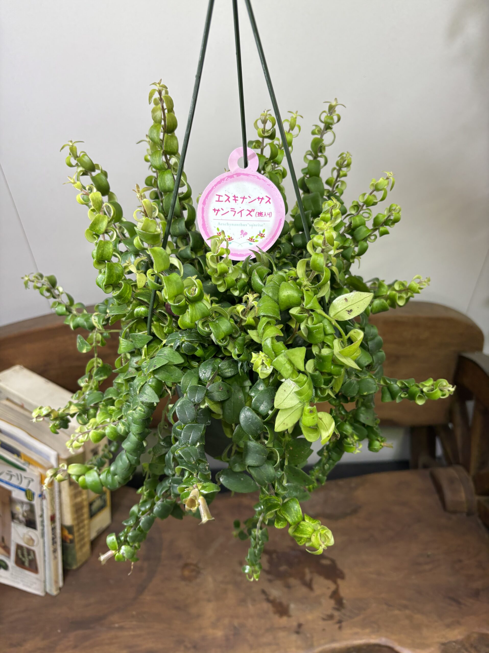 エスキナンサス　品種MIX　5号　吊り鉢 - 画像 (8)