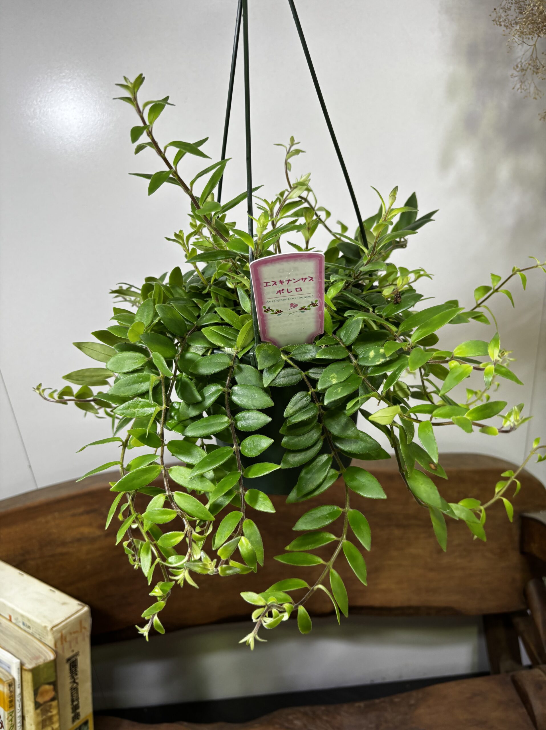 エスキナンサス　品種MIX　5号　吊り鉢 - 画像 (9)